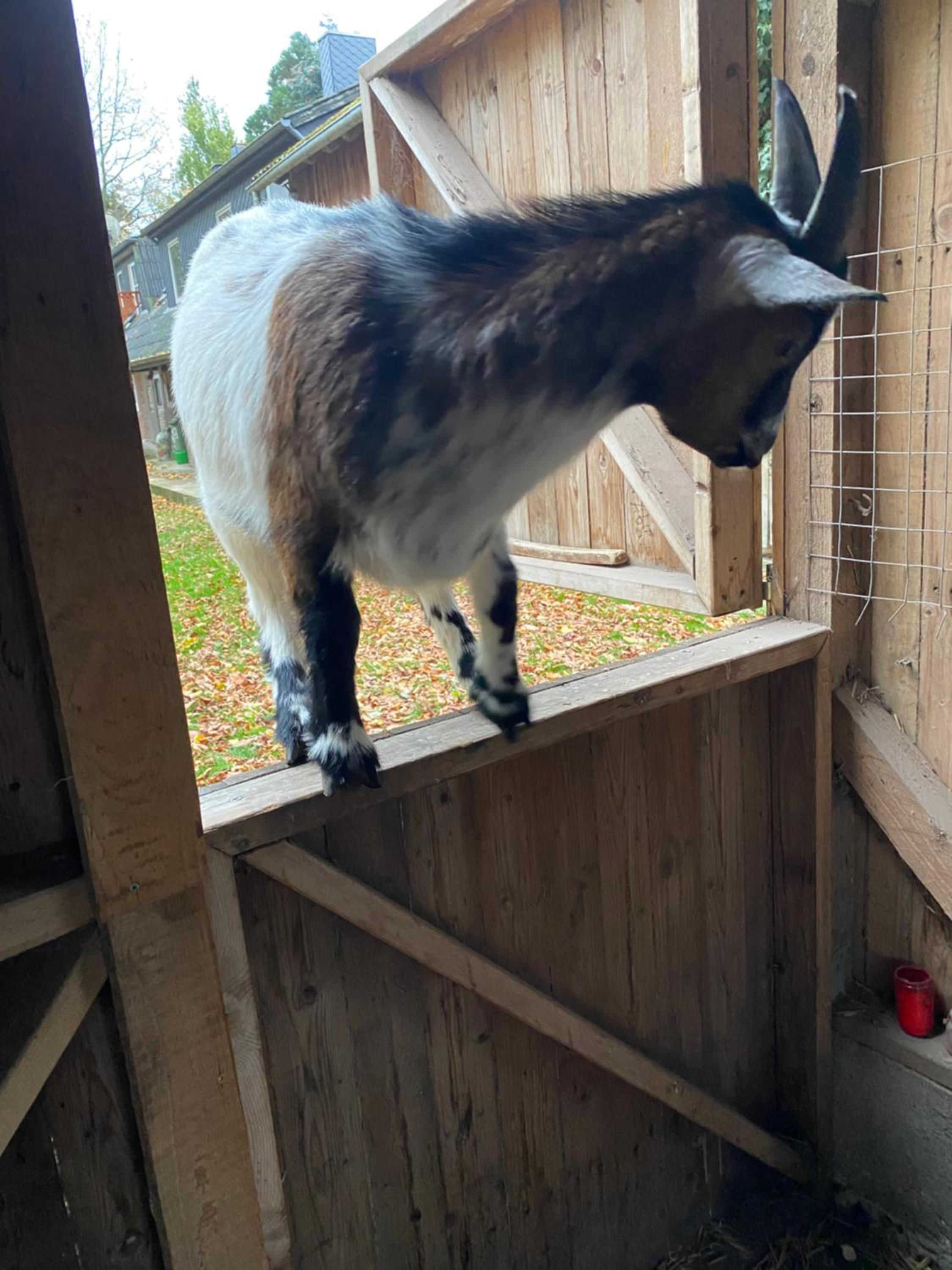 Ferienwohnung auf einem Resthof zentral gelegen mit viel Natur und Tieren