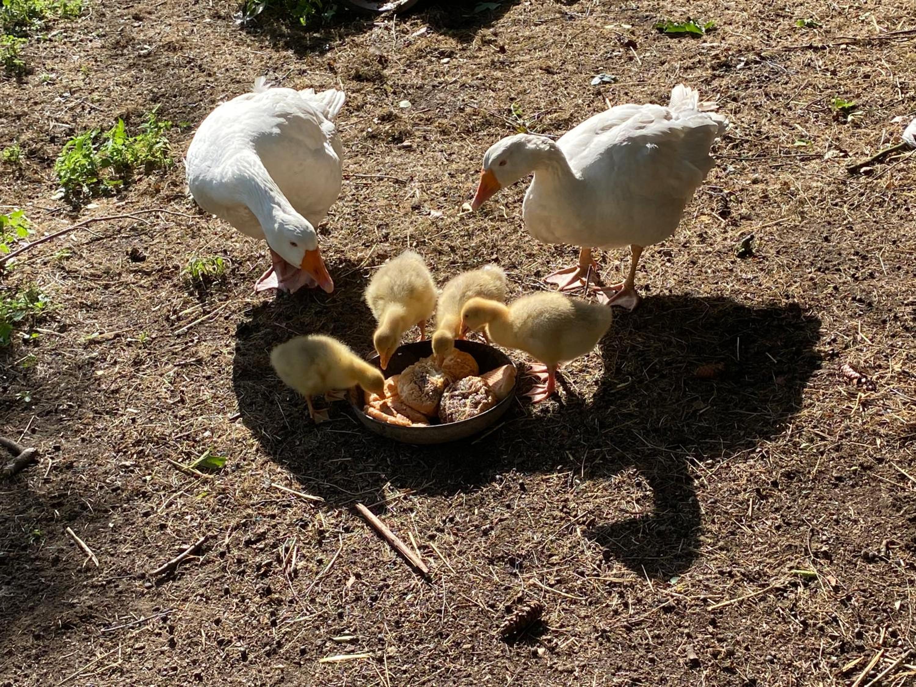 Ferienwohnung auf einem Resthof zentral gelegen mit viel Natur und Tieren