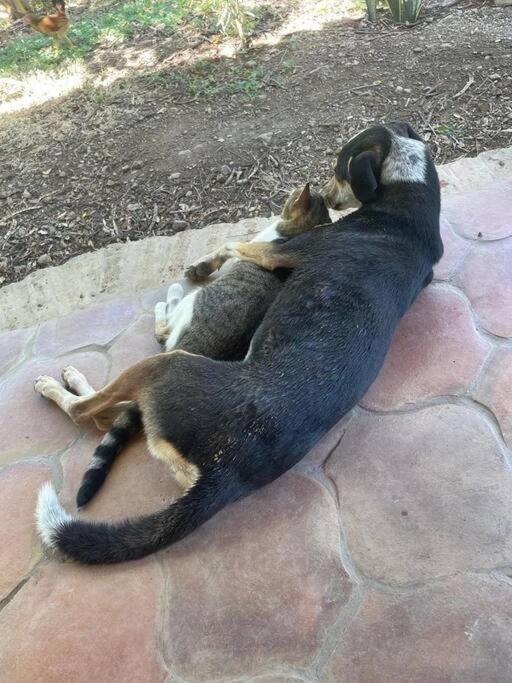 Photo 33