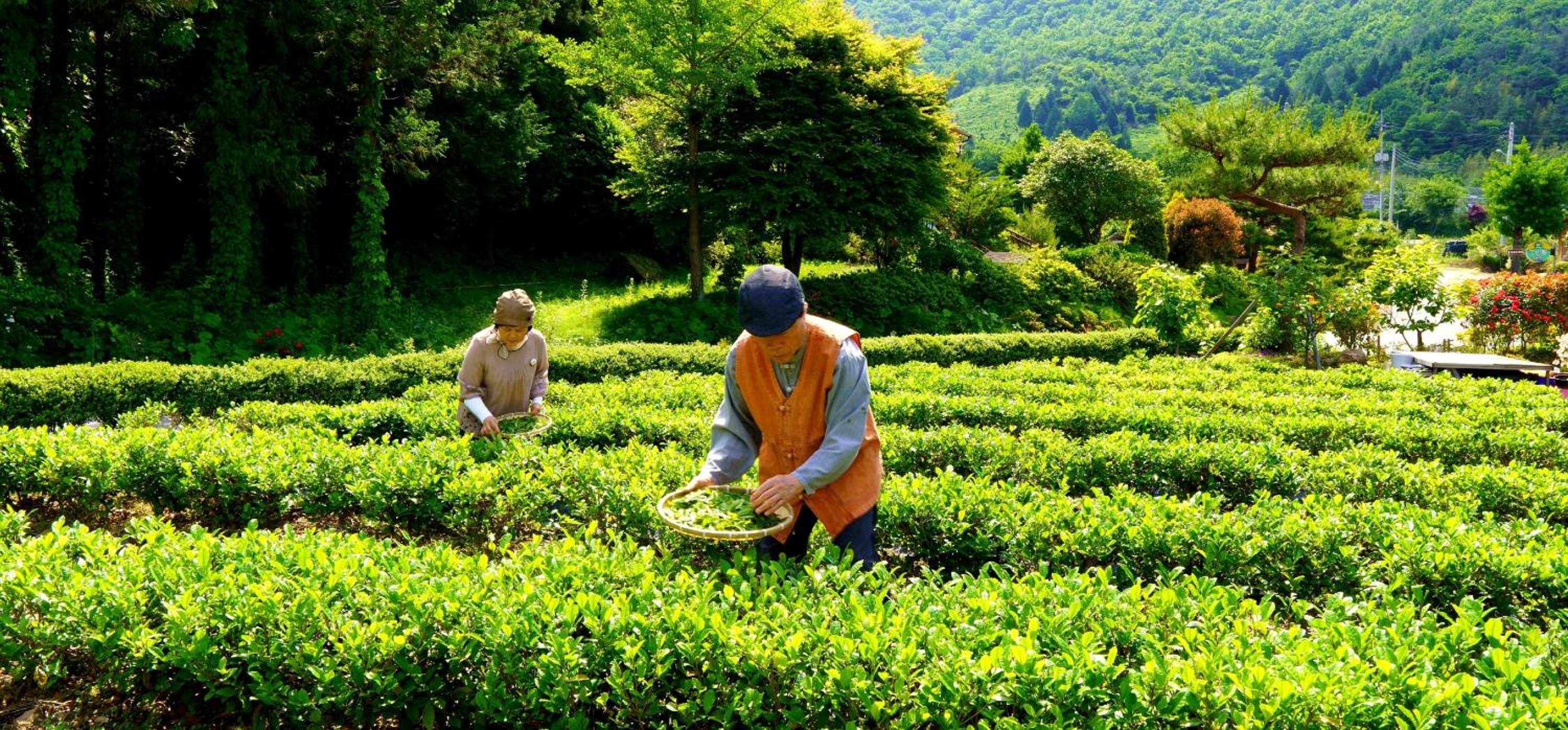 Boseong Greenery Hanok Pension