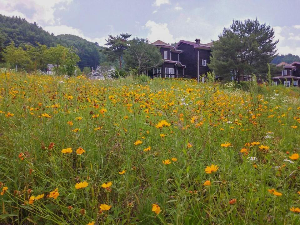 Morning Sound, Pyeongchang  - 11