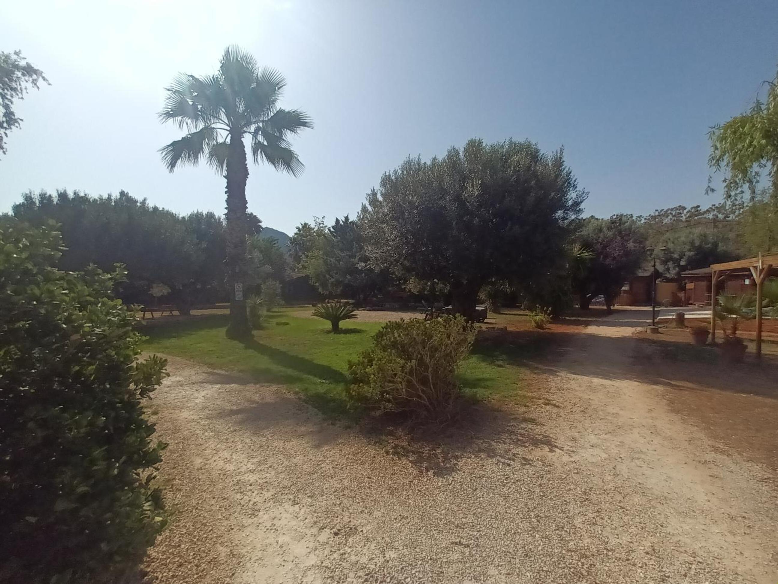 Entre Viejos Olivos
