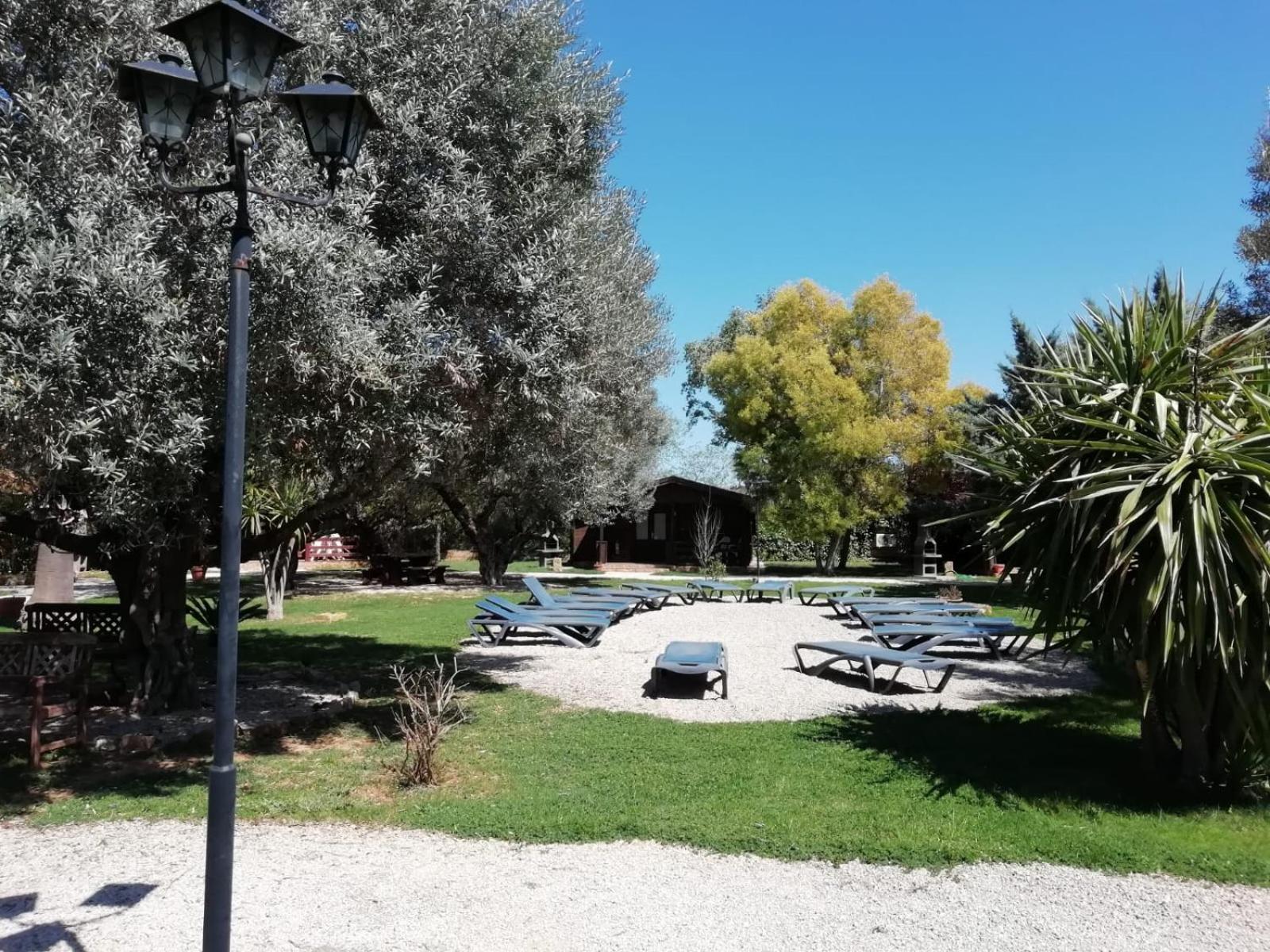 Entre Viejos Olivos