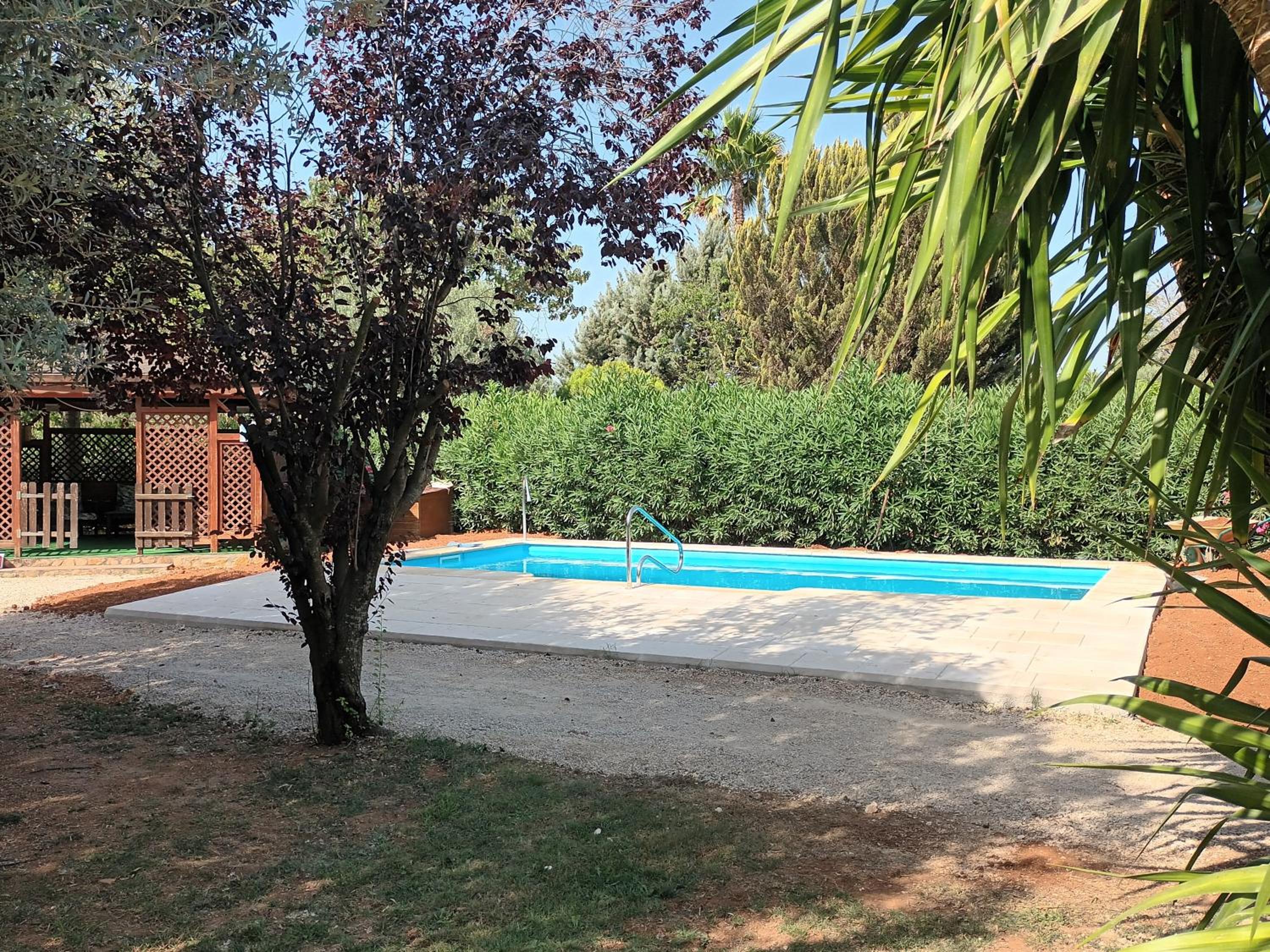 Entre Viejos Olivos