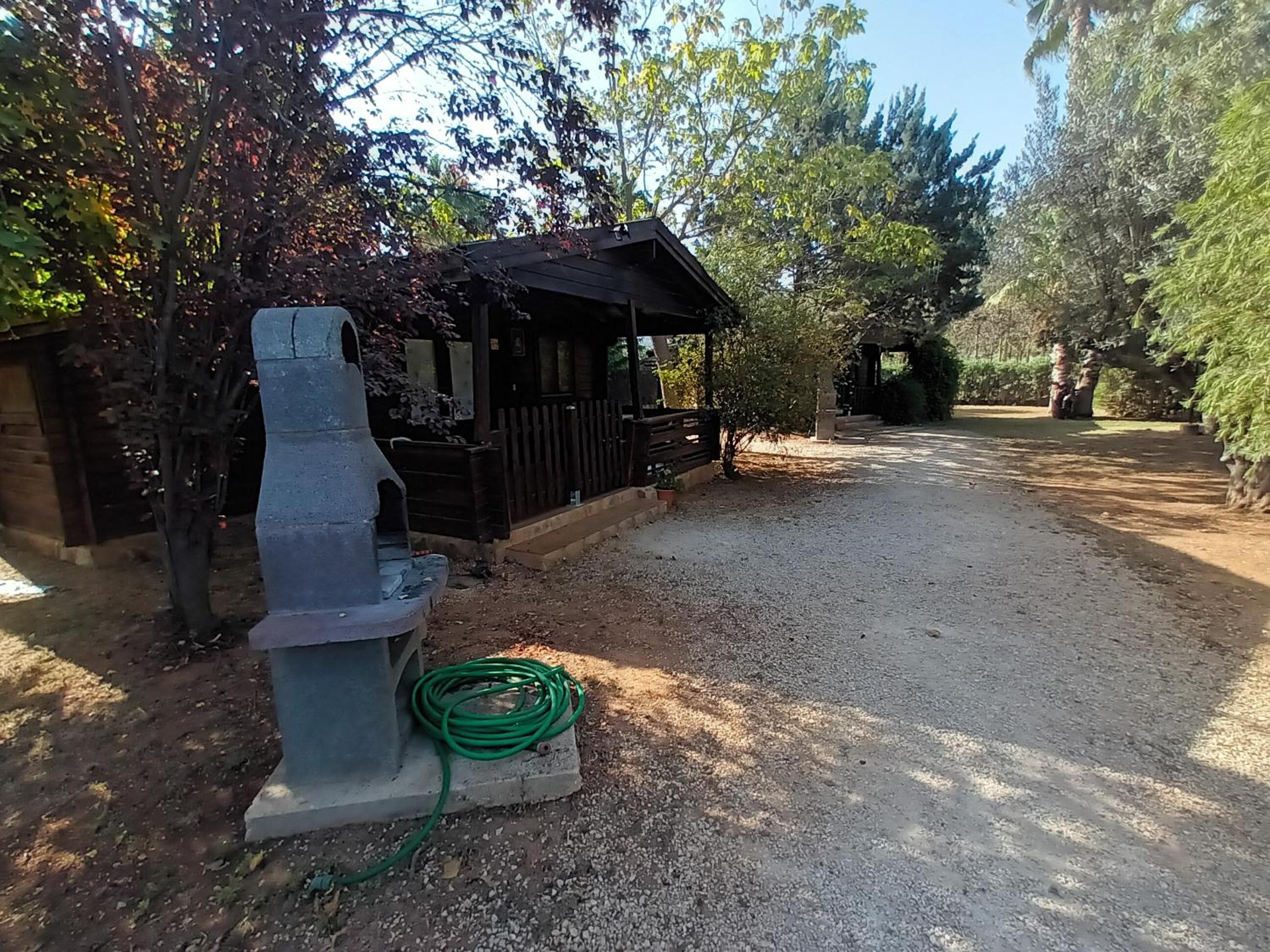 Entre Viejos Olivos