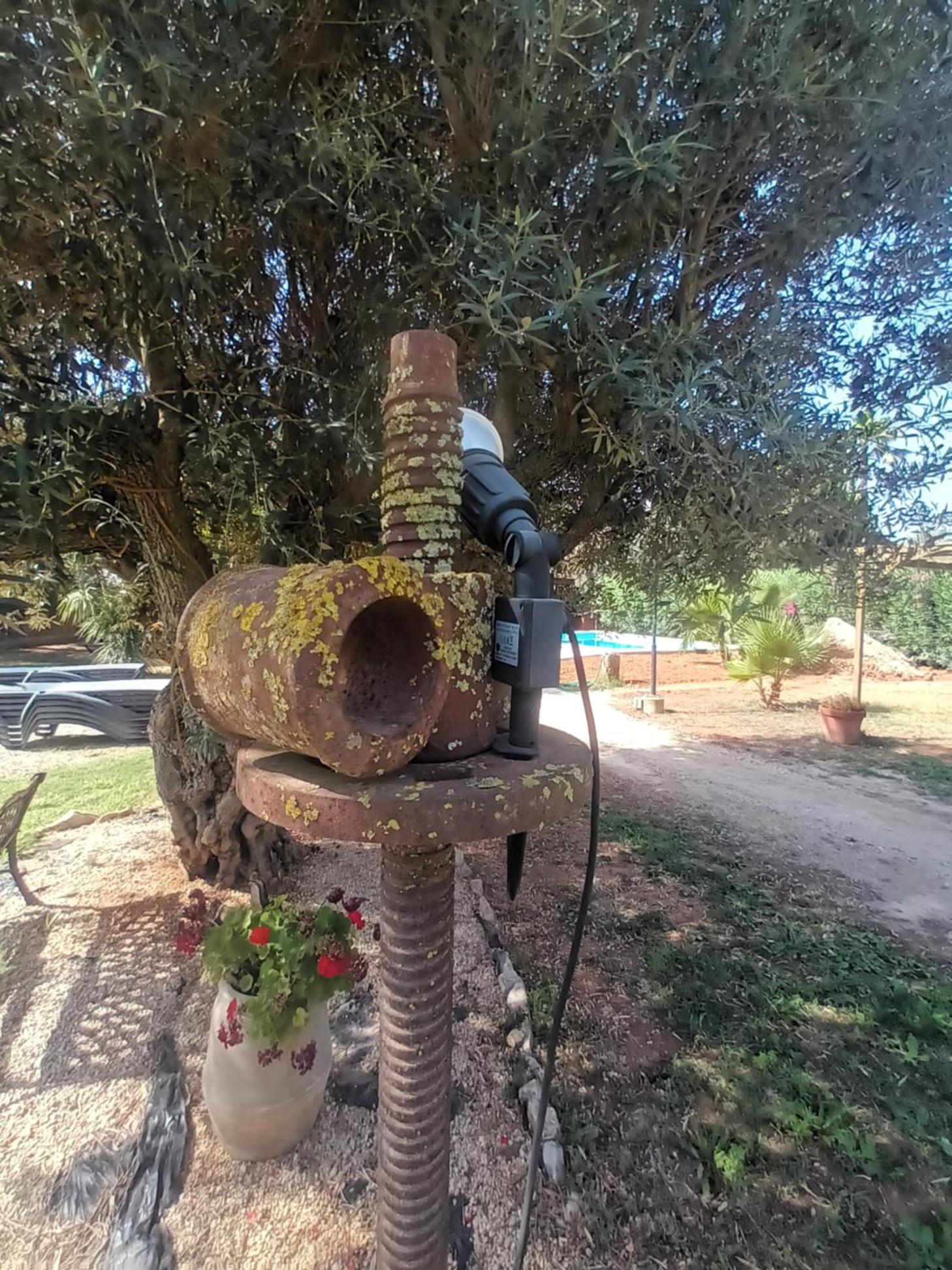 Entre Viejos Olivos