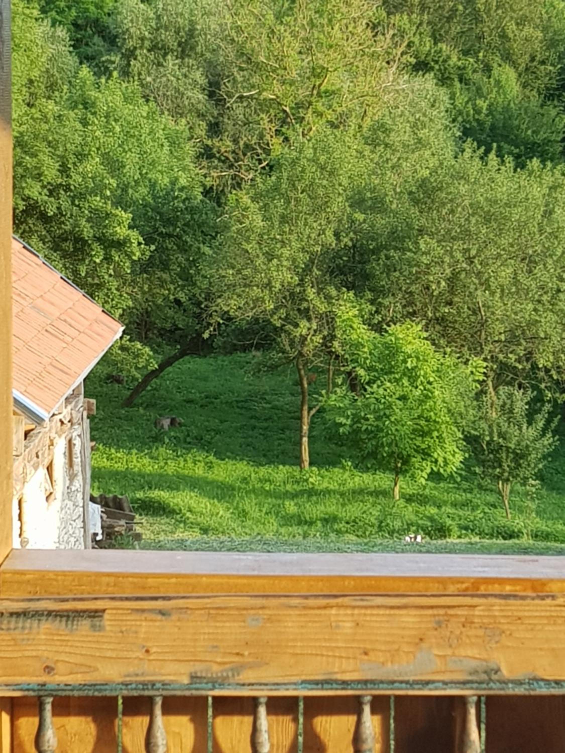 Photo 44