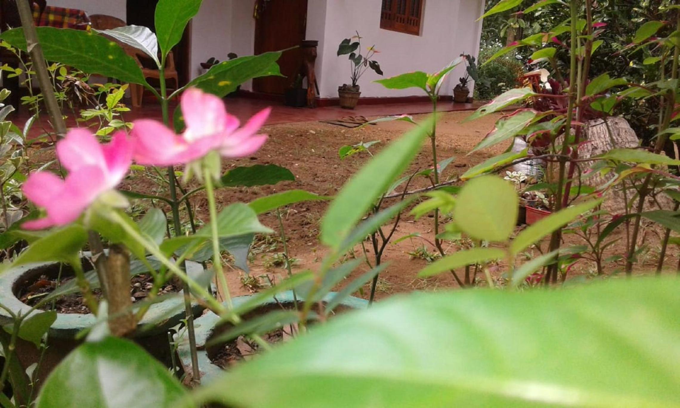 Winstar Homestay