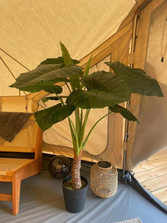 Alocasia