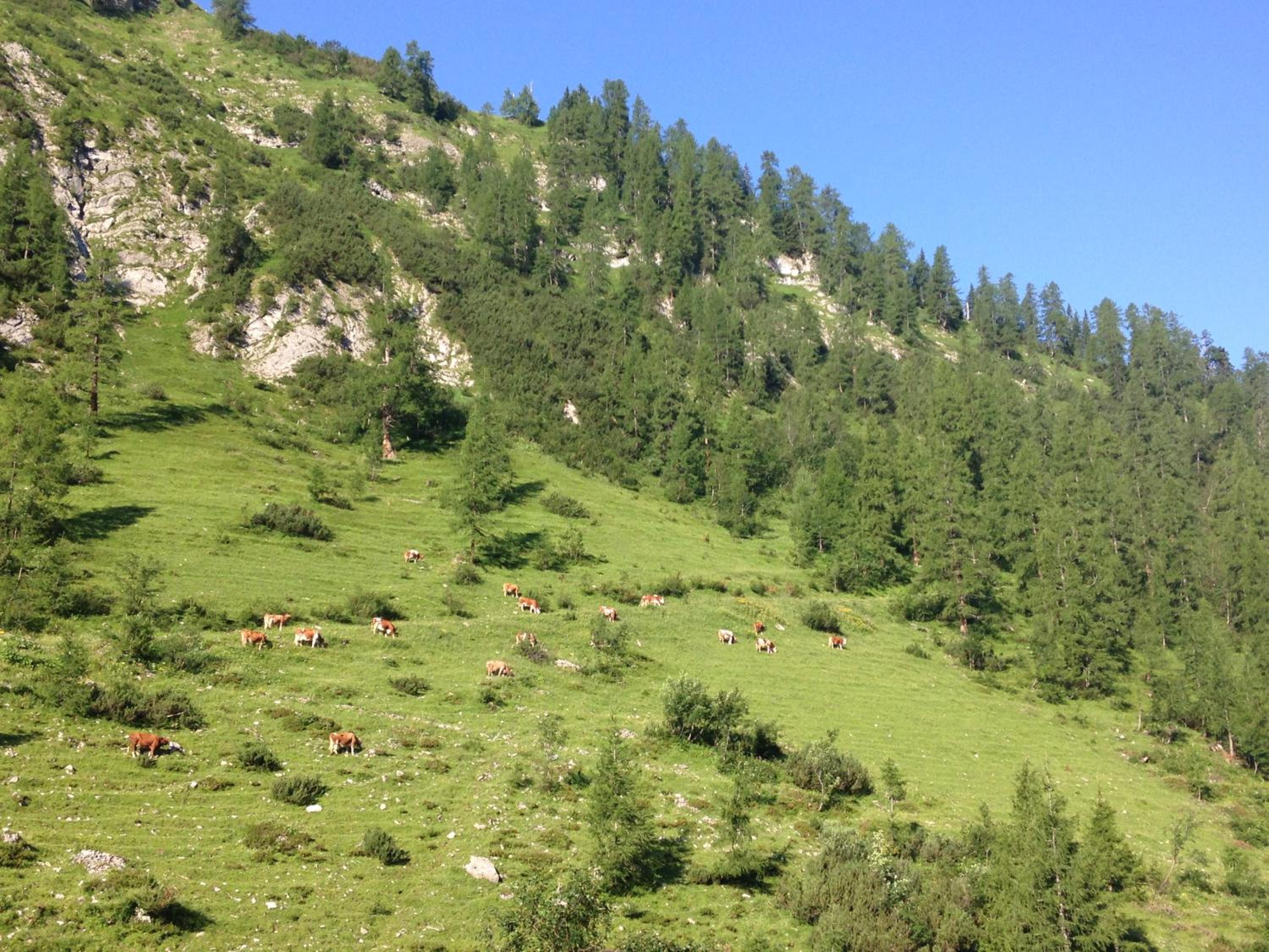 Binsalm- Schutzhütte
