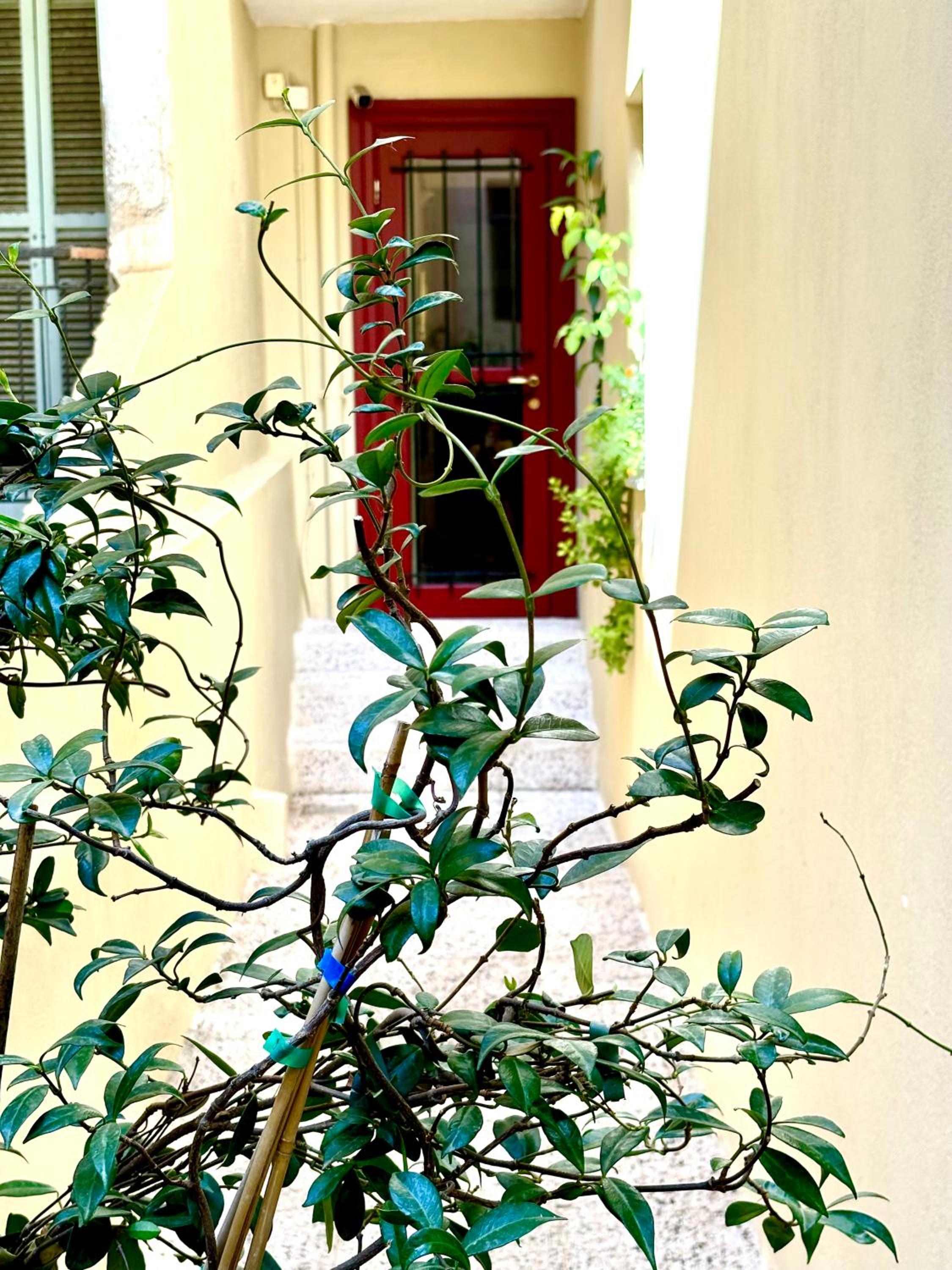 Gatto Perso Luxury Studios And Apartments