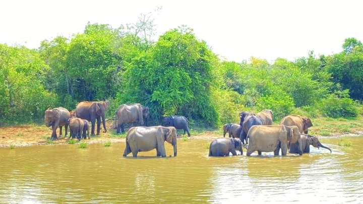 Elephant Safari Lodge