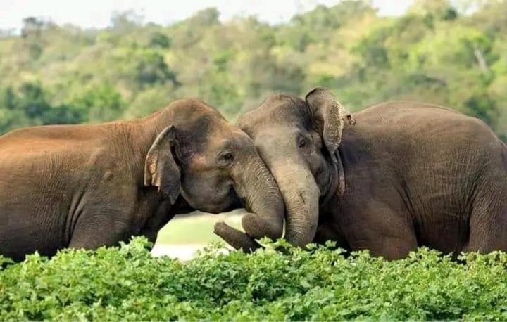 Elephant Safari Lodge