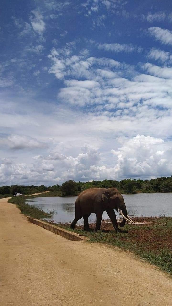 Elephant Safari Lodge