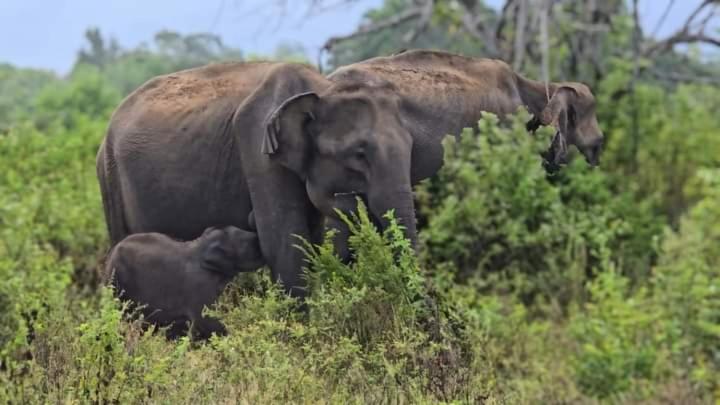 Elephant Safari Lodge