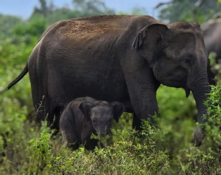Elephant Safari Lodge