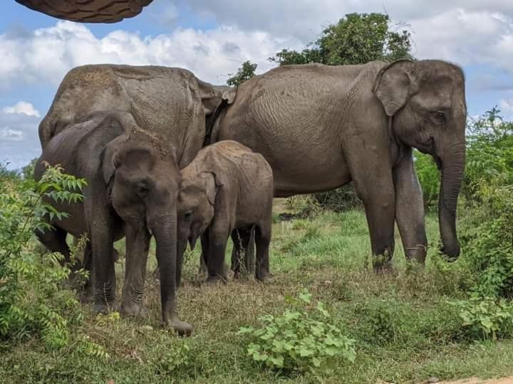 Elephant Safari Lodge