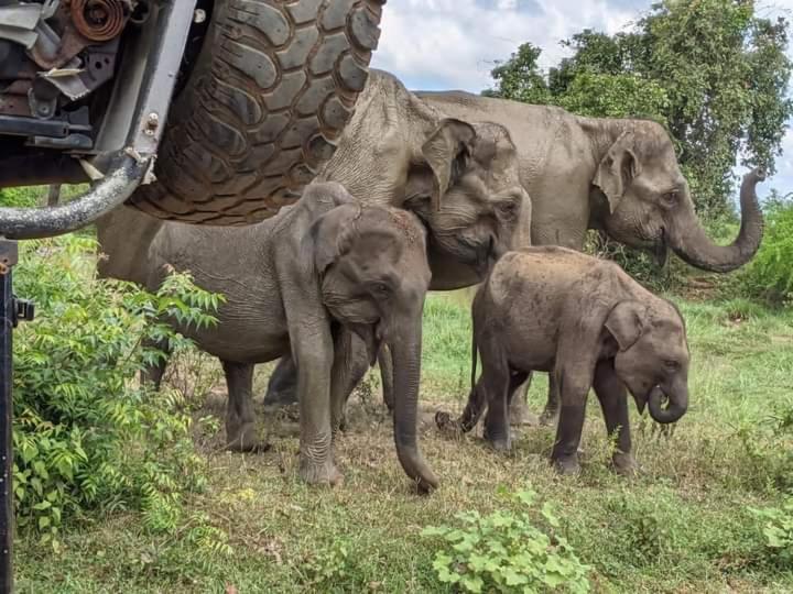 Elephant Safari Lodge