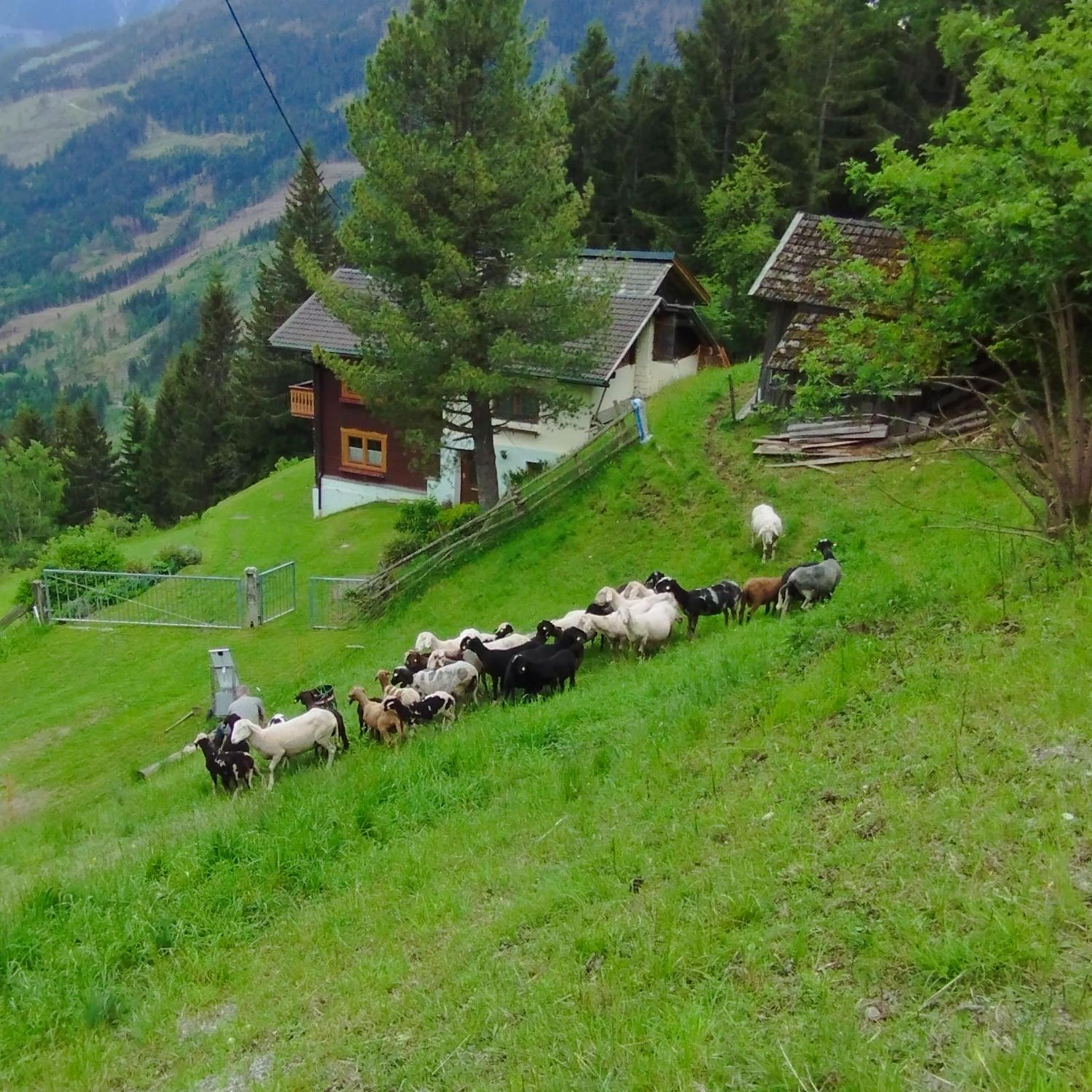 Panoramablick Line
