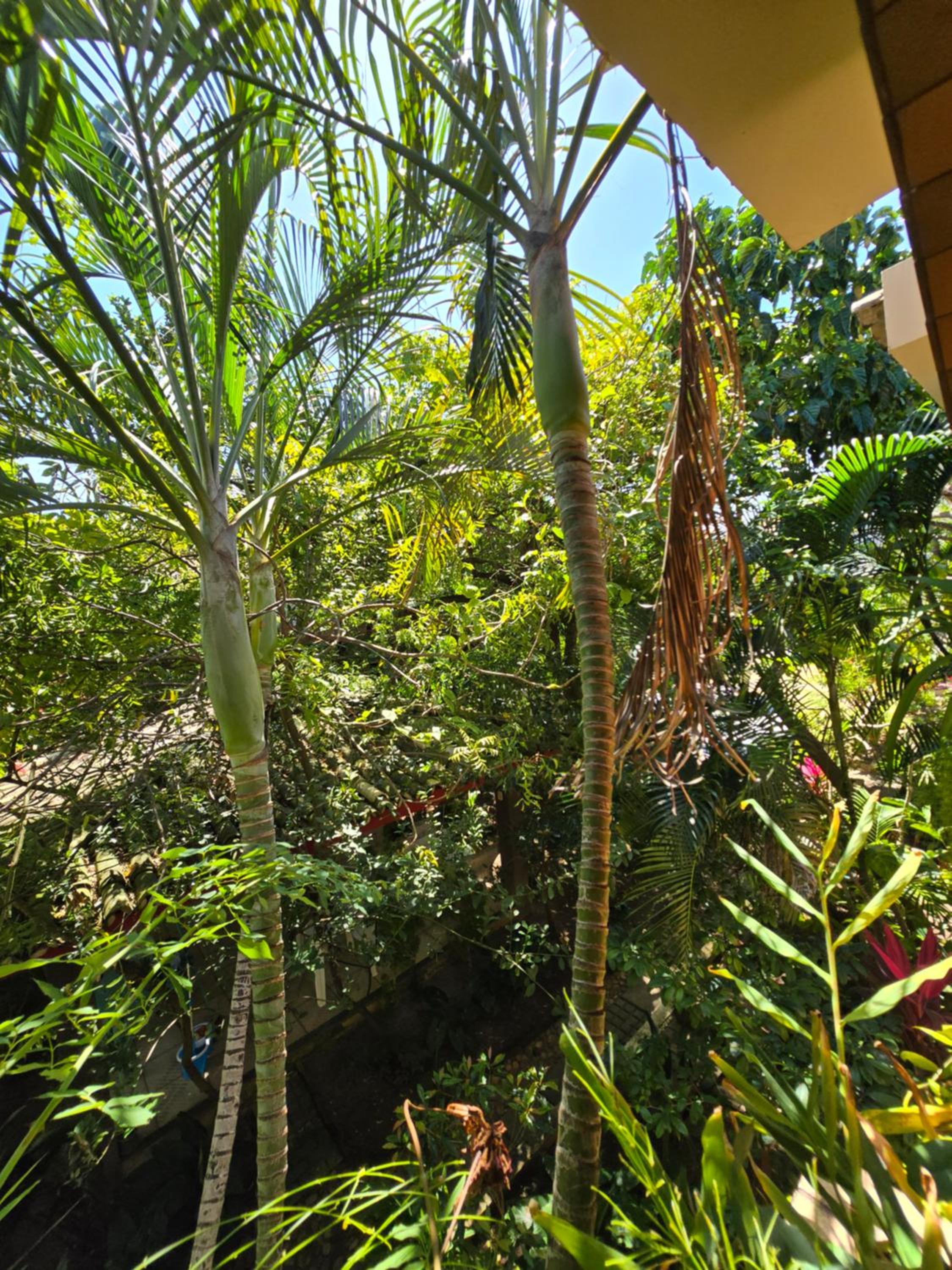 Oasi verde farol itapua