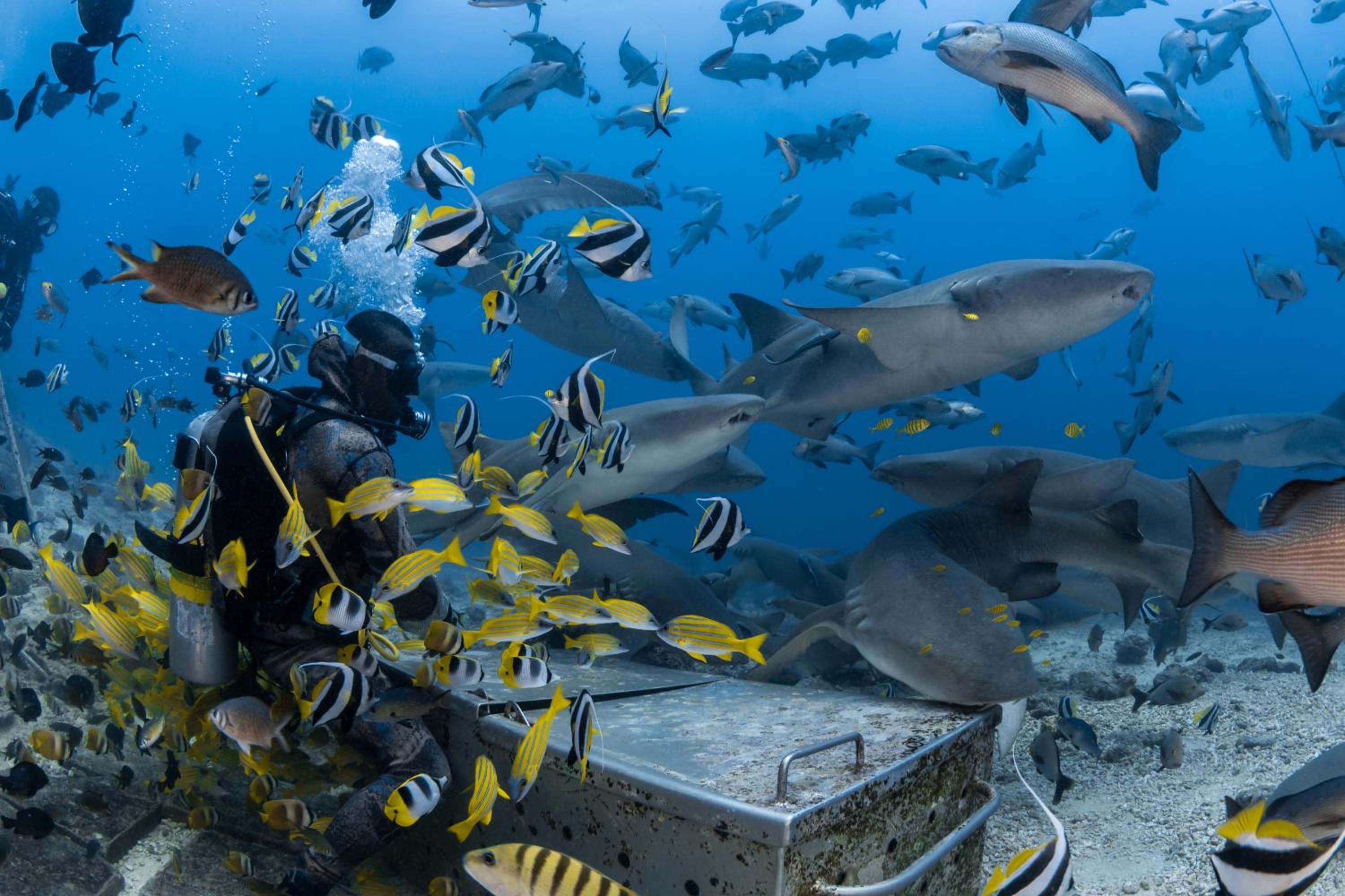 Beqa Lagoon Resort