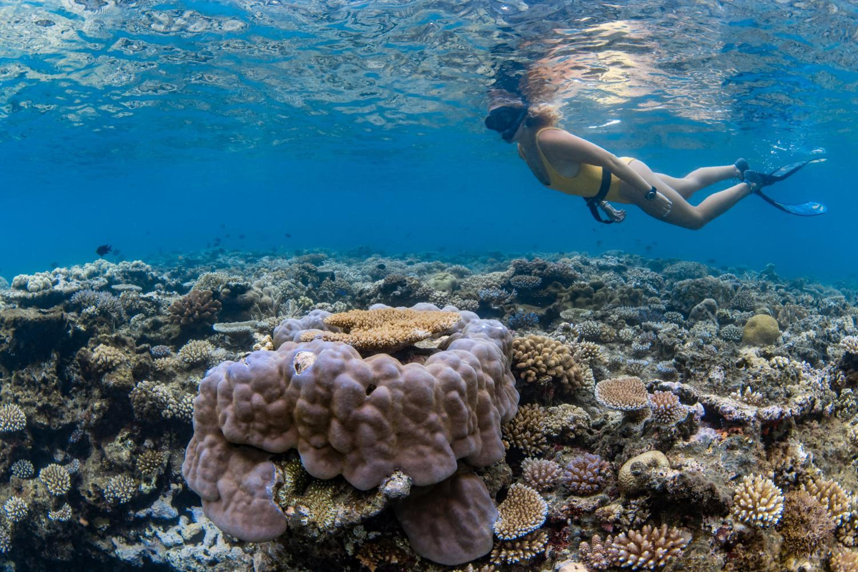 Beqa Lagoon Resort - view 20