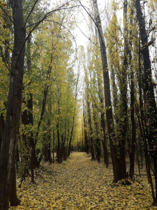 Bosque de Sol cabaña 4