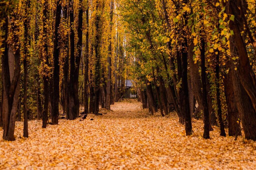 Bosque de Sol cabaña 1