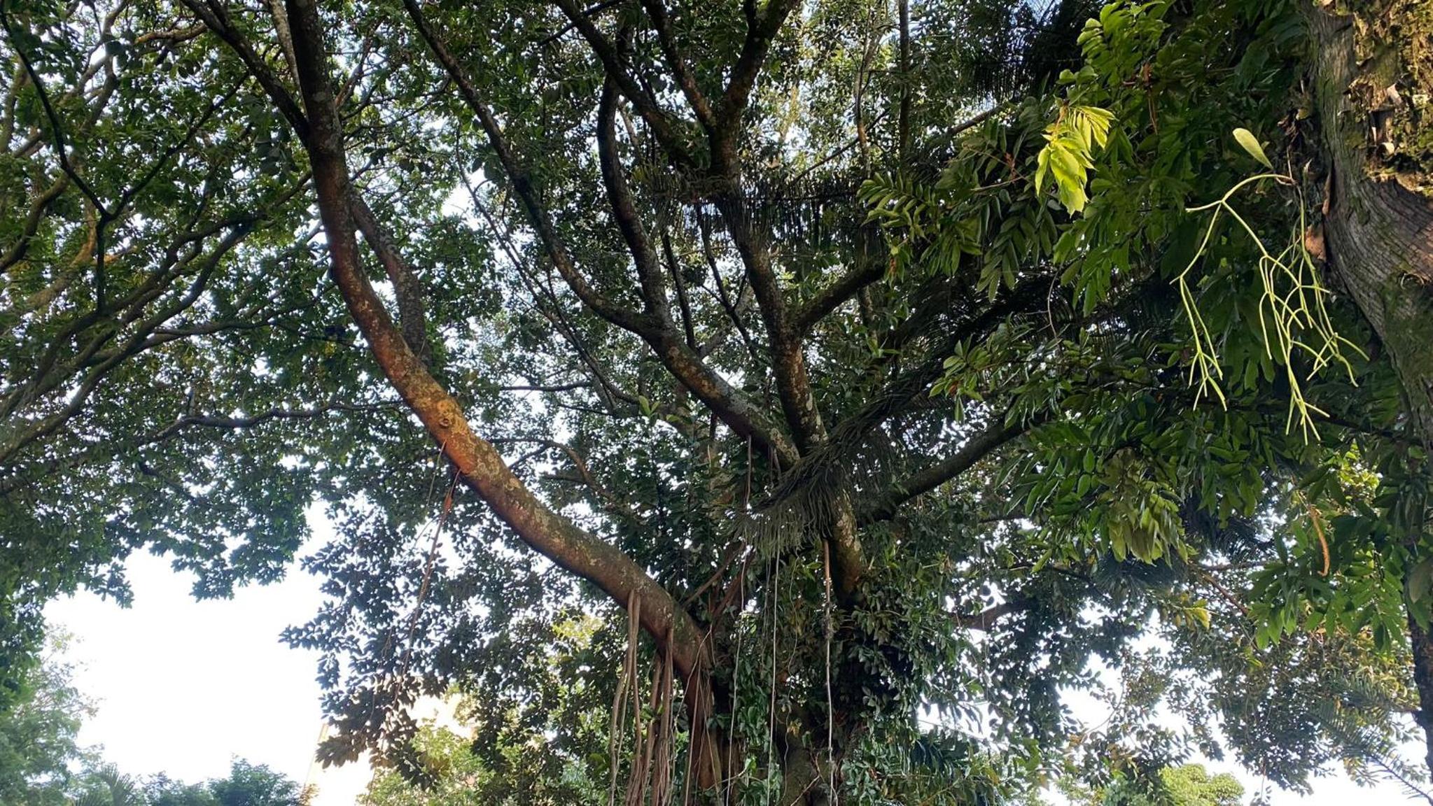 Guayacán Casa Hostal