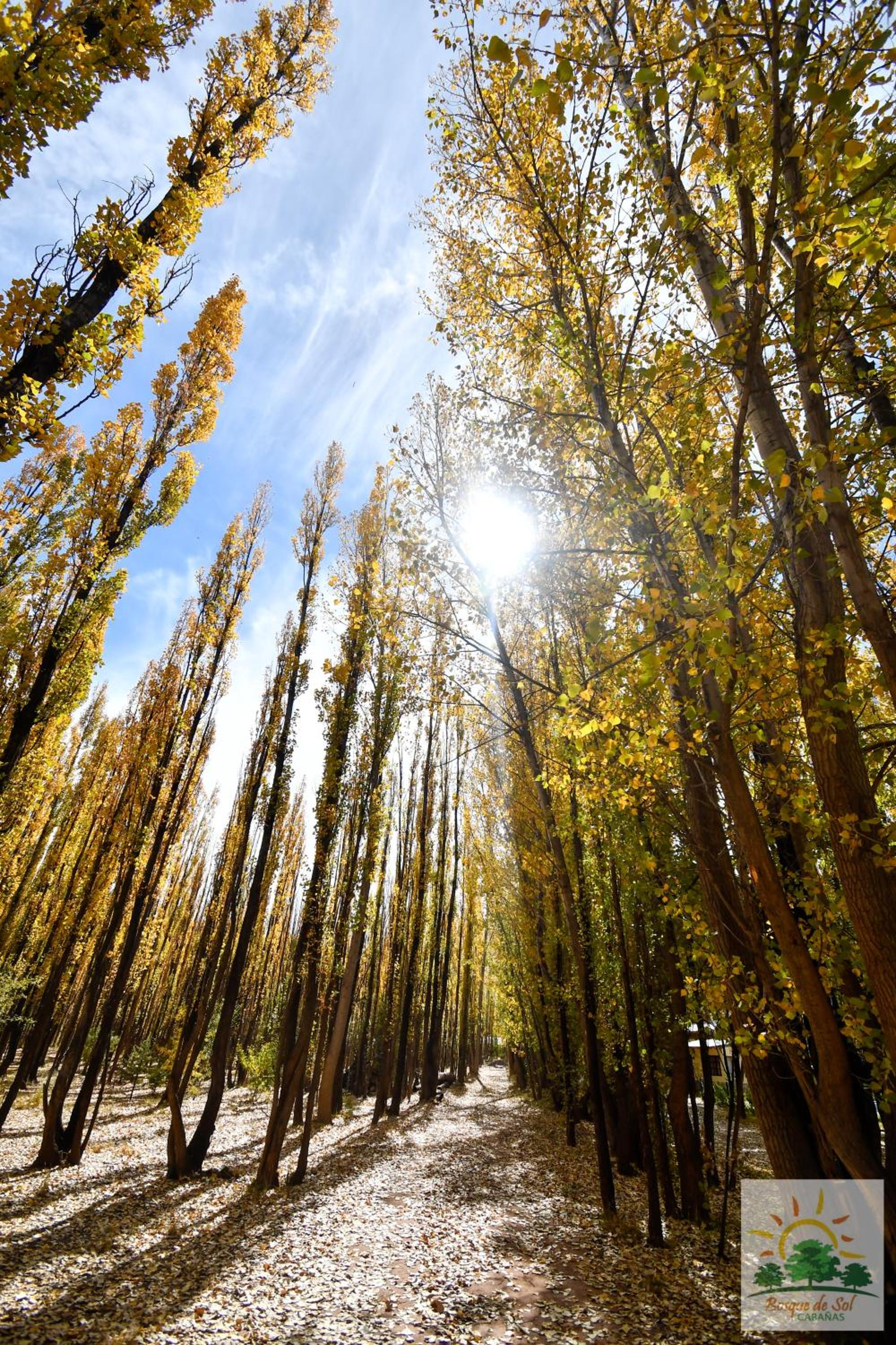 Bosque de Sol cabaña 1