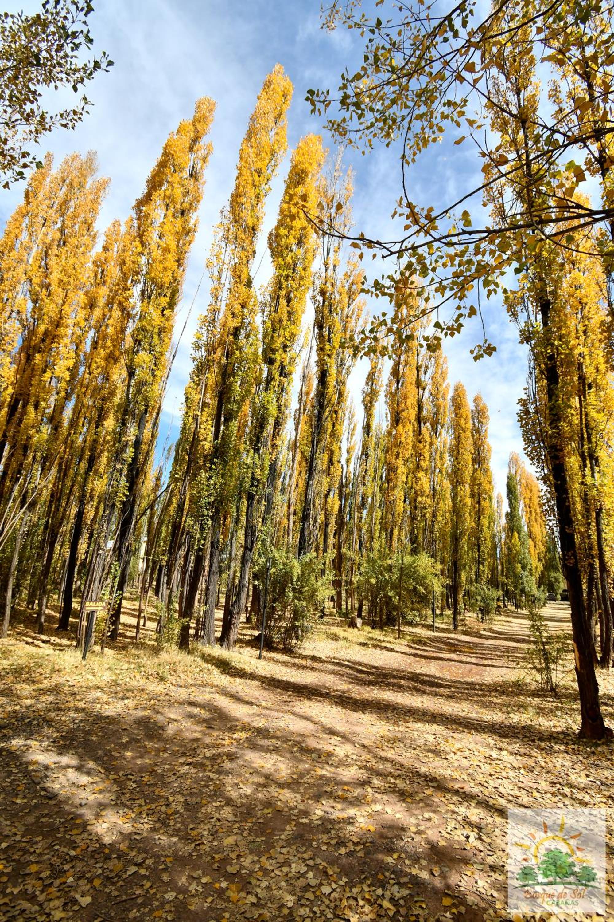 Bosque de Sol cabaña 1