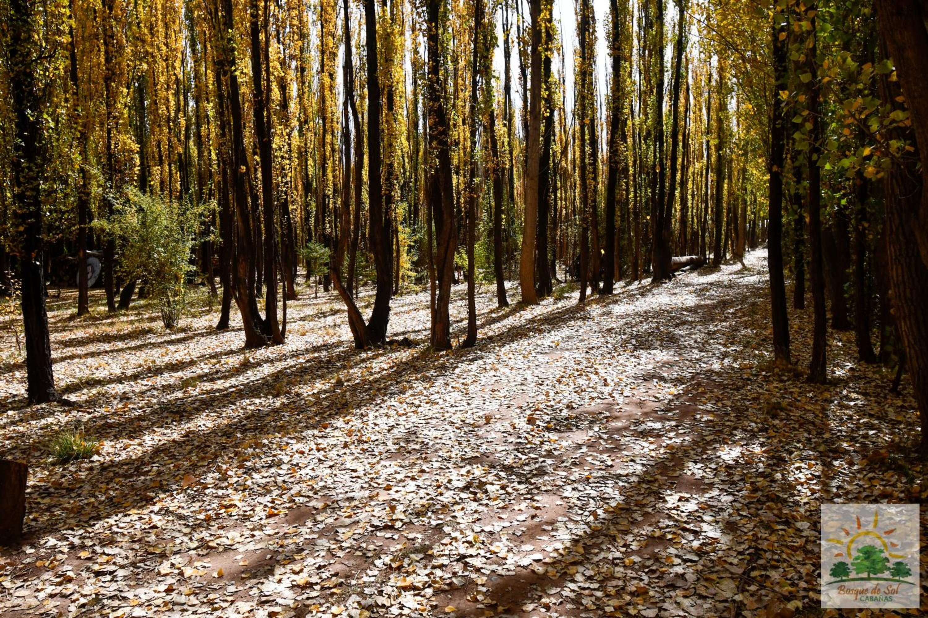 Bosque de Sol cabaña 1