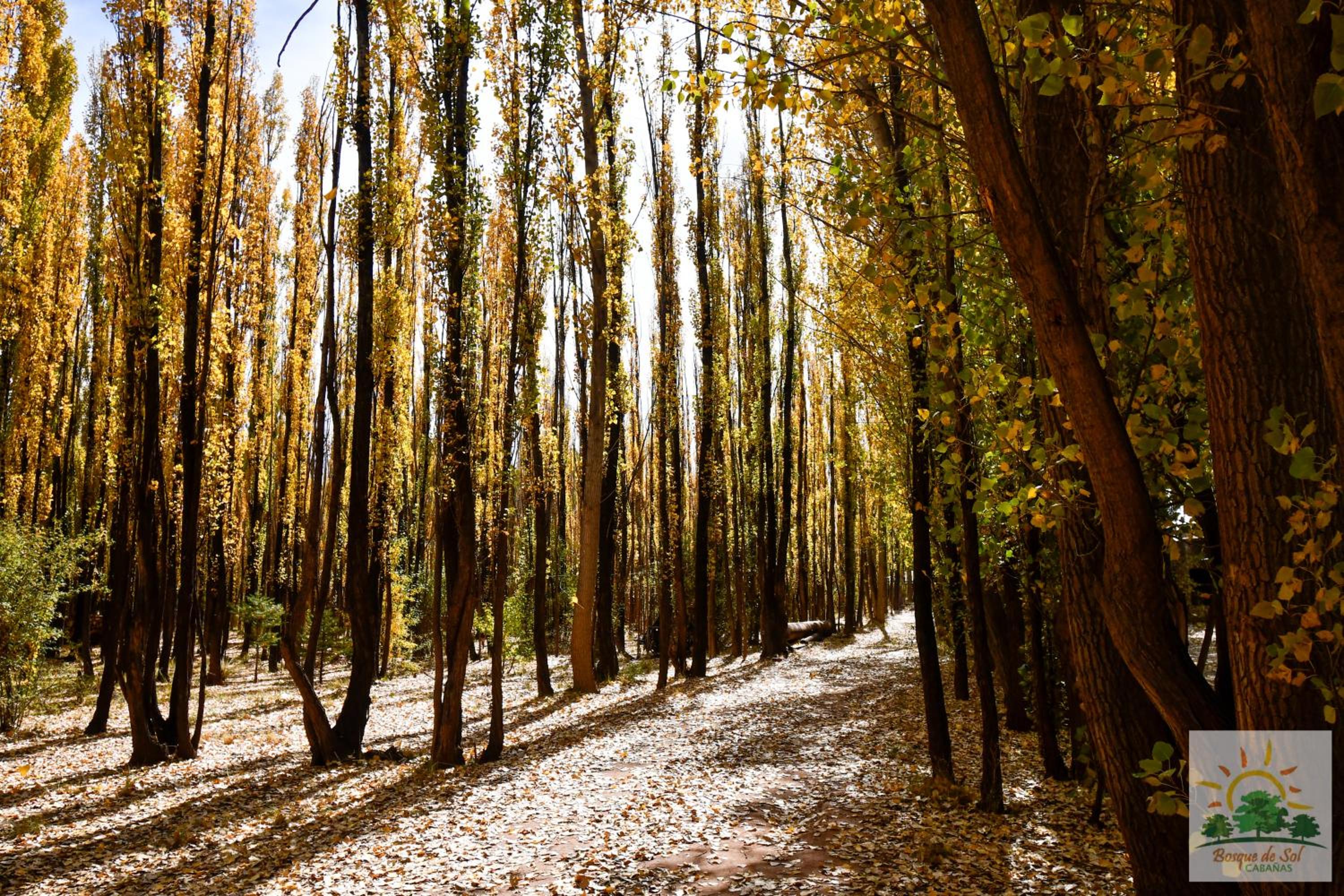 Bosque de Sol cabaña 1
