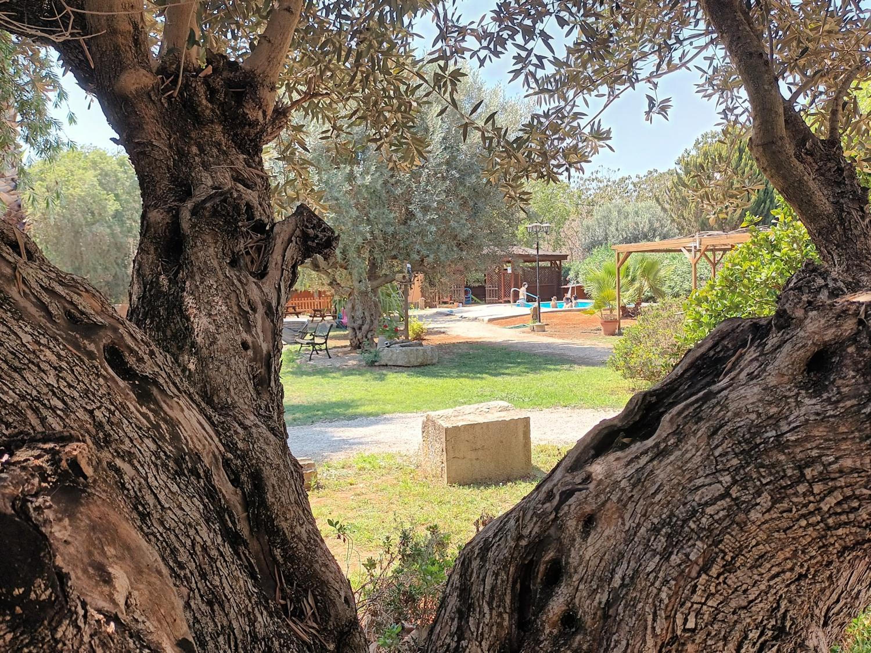 Entre Viejos Olivos