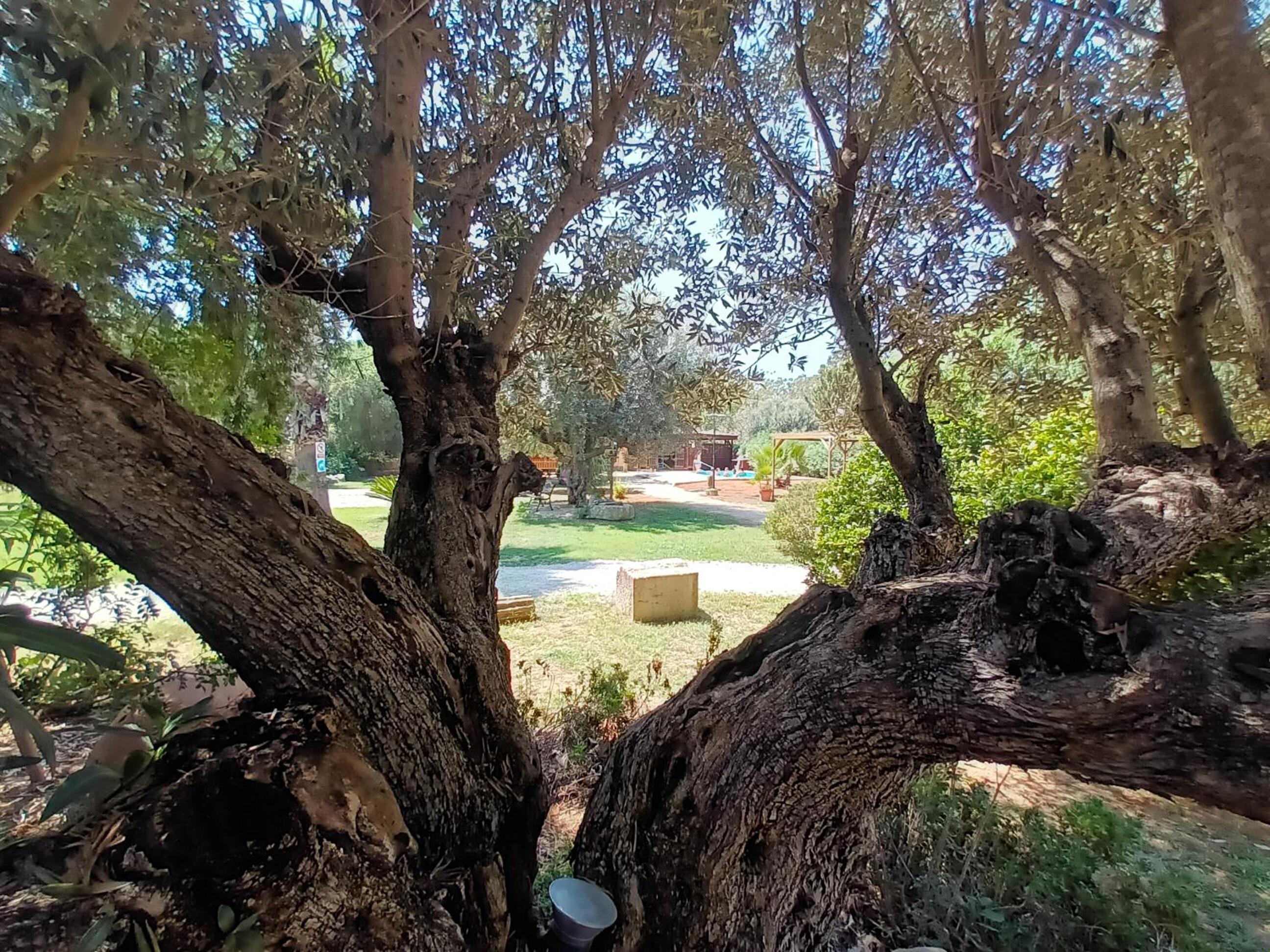 Entre Viejos Olivos