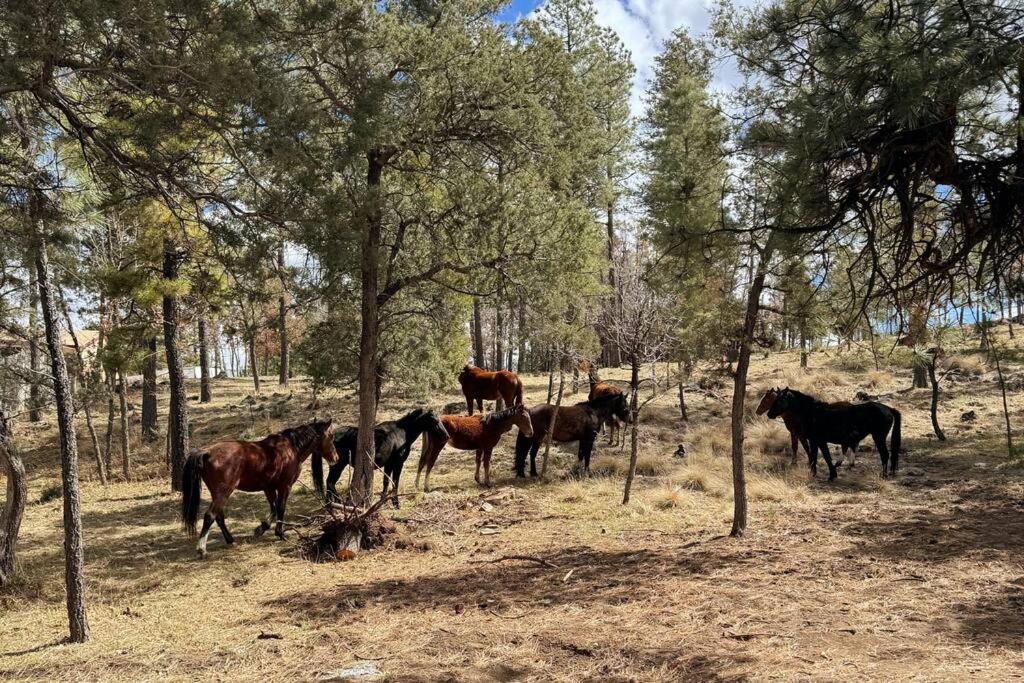 Twin Pines Casita - Big Yard, View, Porch, Hot Tub, & Charm view 3
