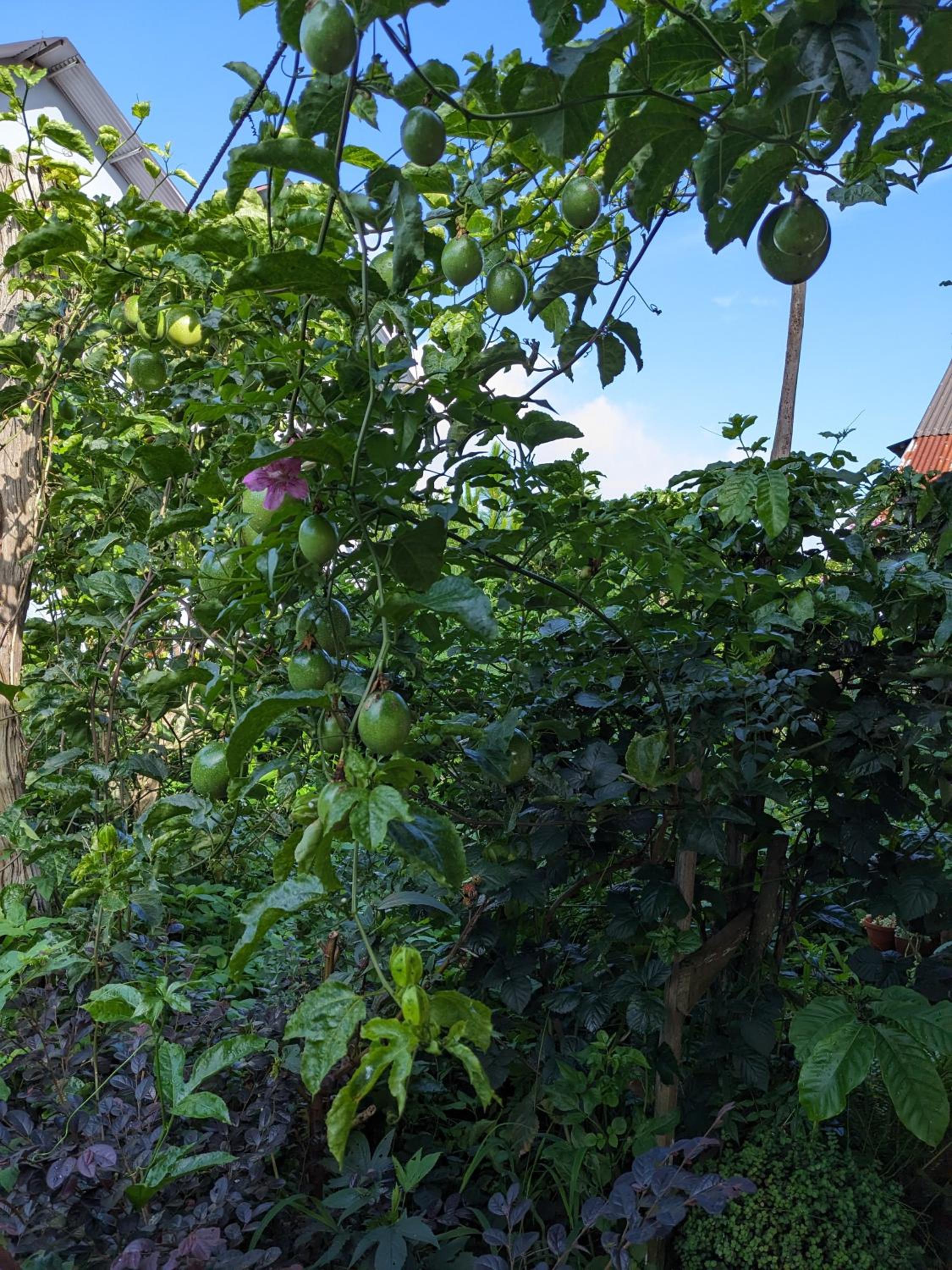 Photo 23