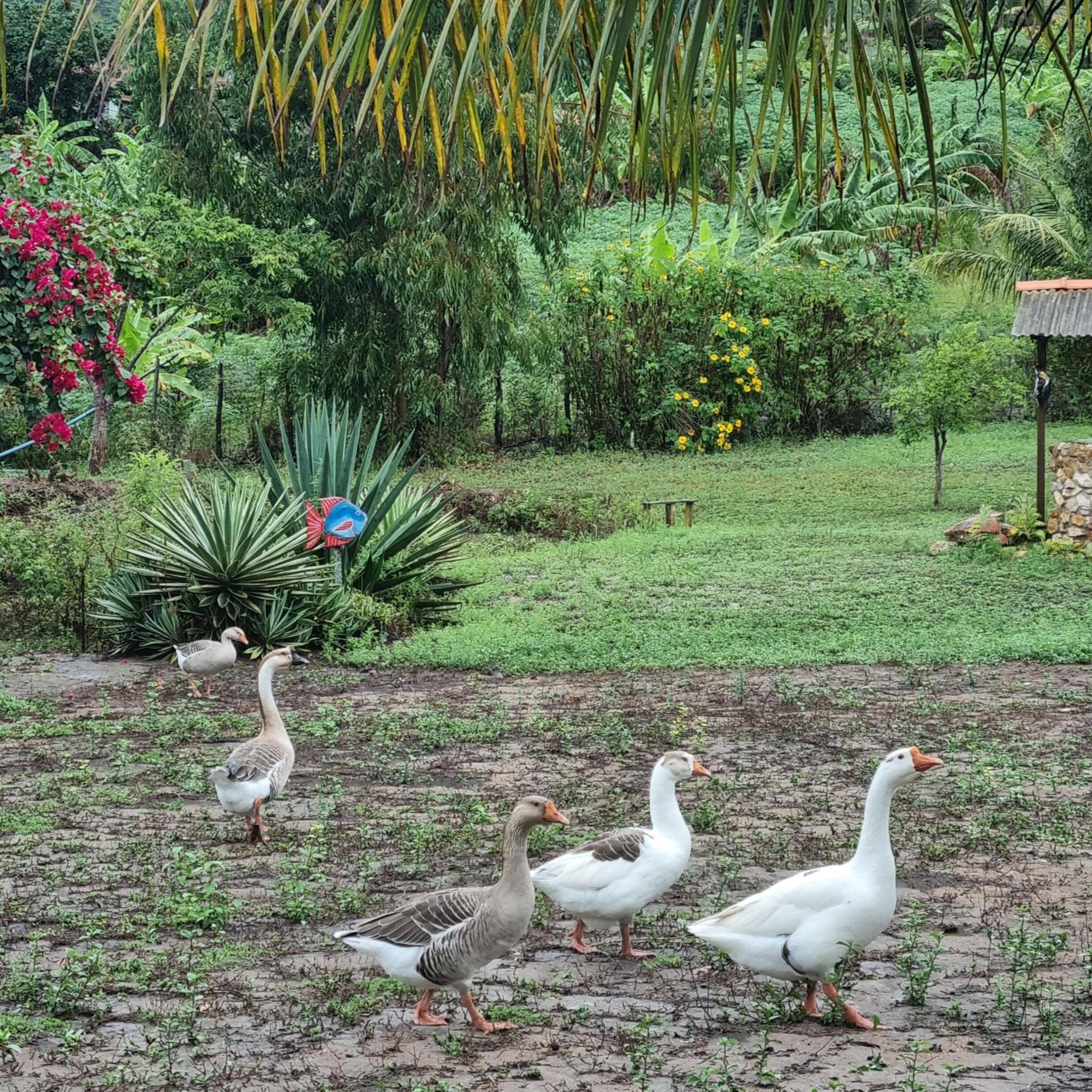 Chalé Raiz da Serra