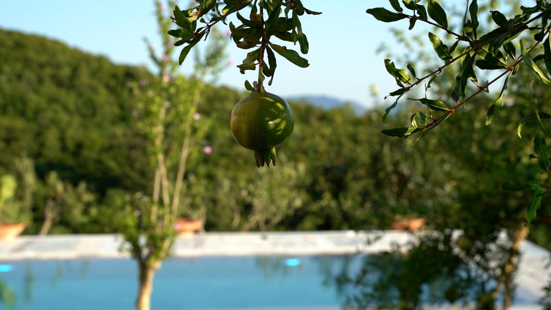 Vila Ndreca