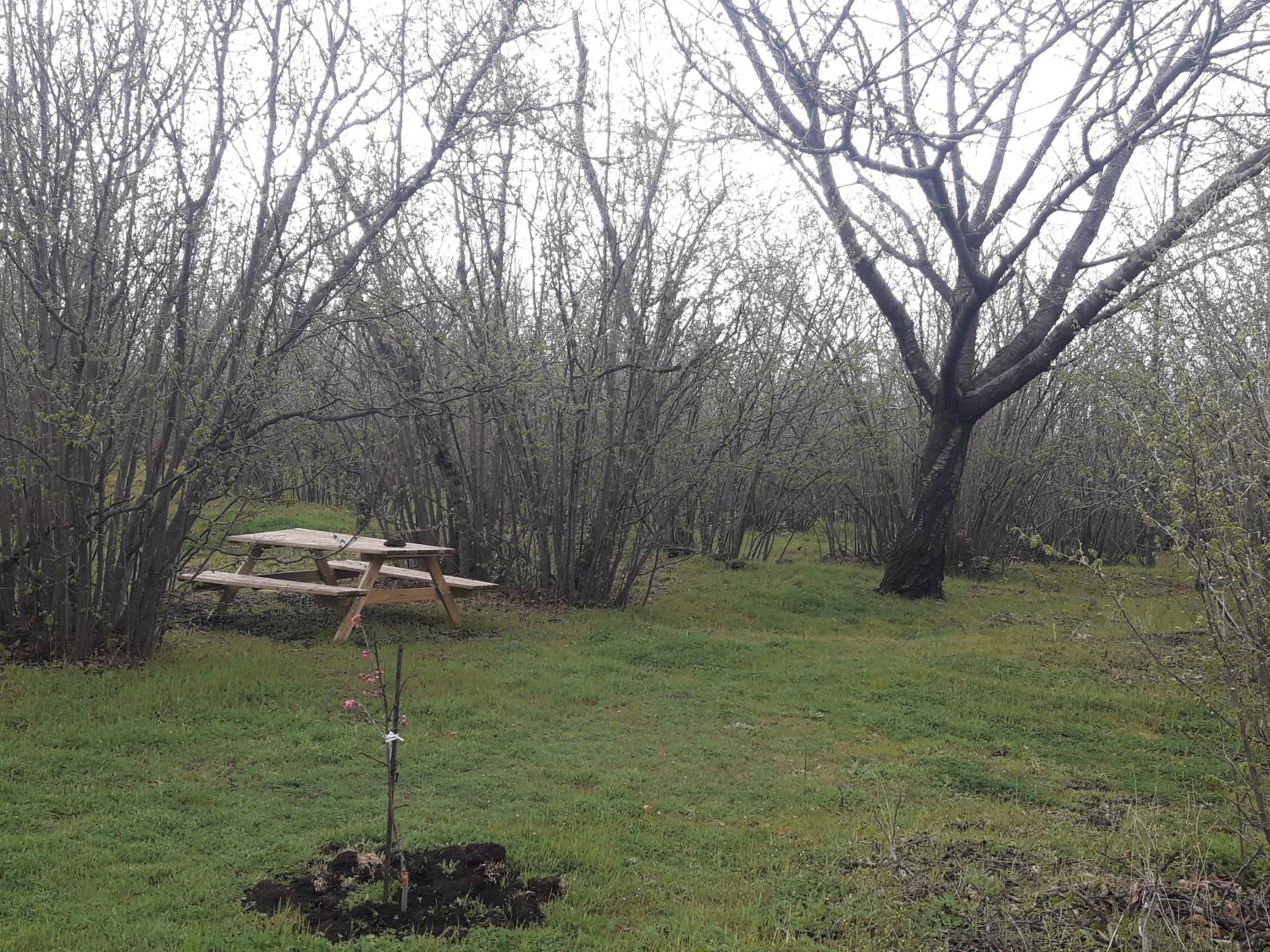 Photo 42