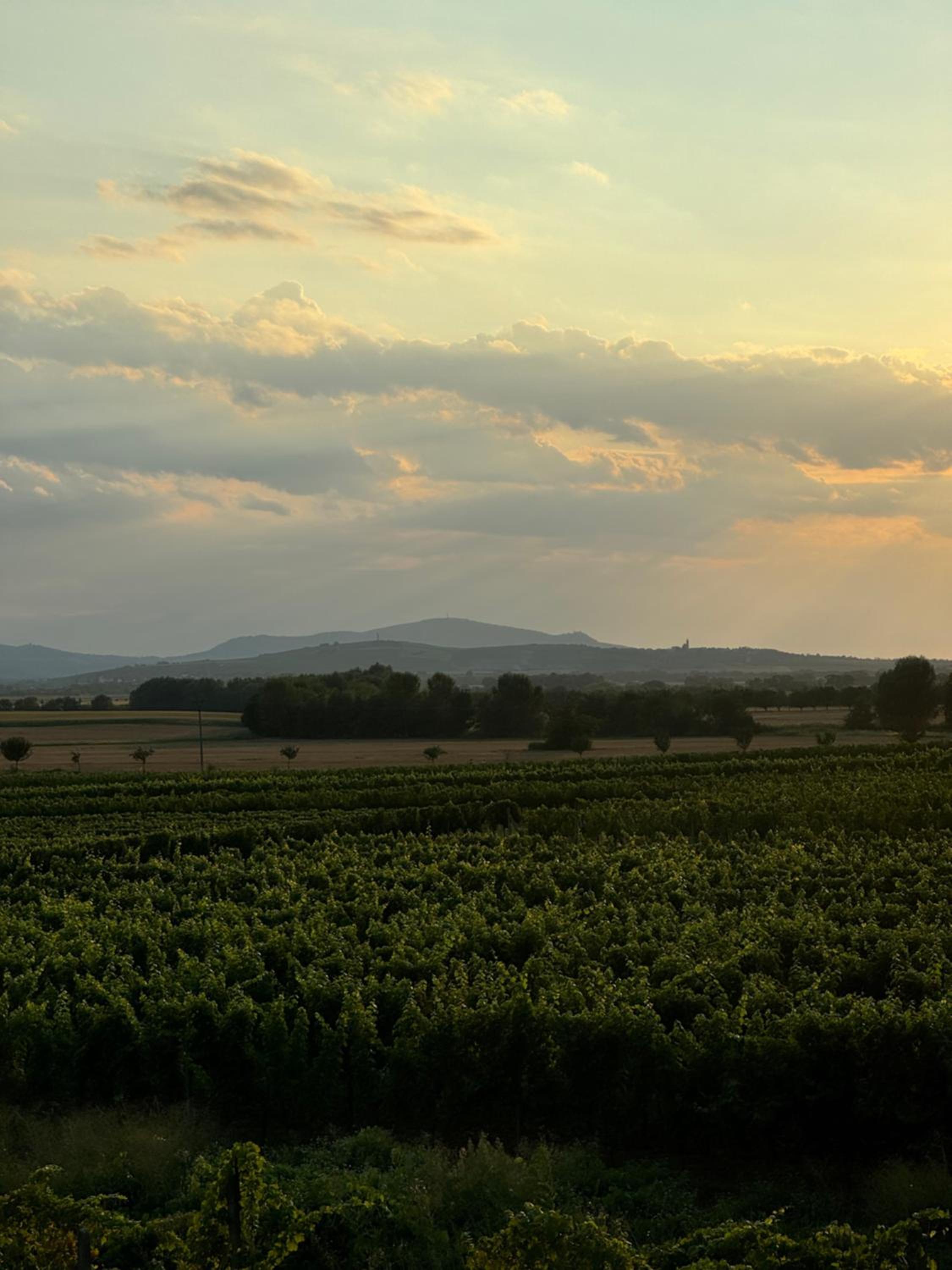 Ubytování ve vinném sklepě - Velké Bílovice
