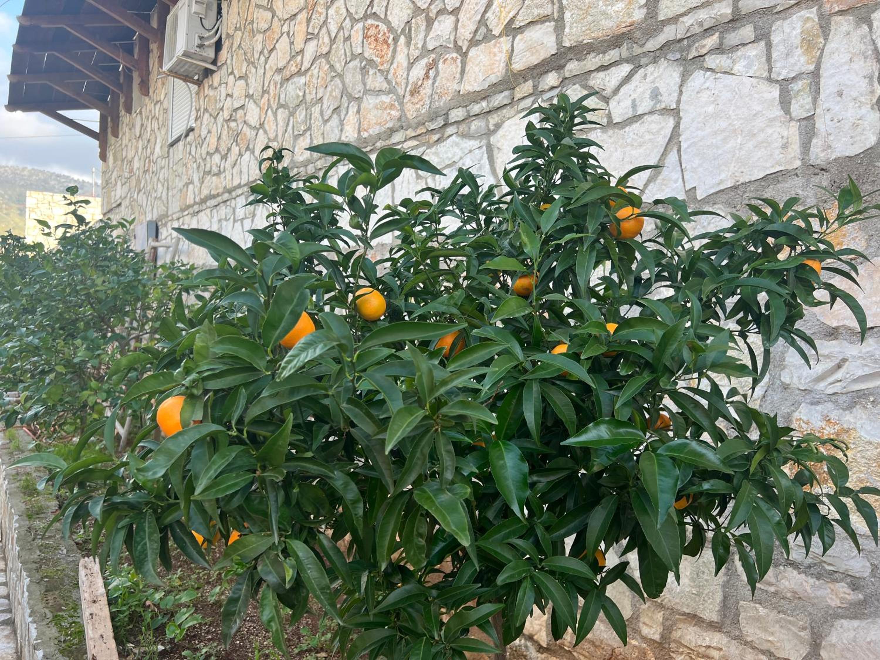 Jardin miraculeux