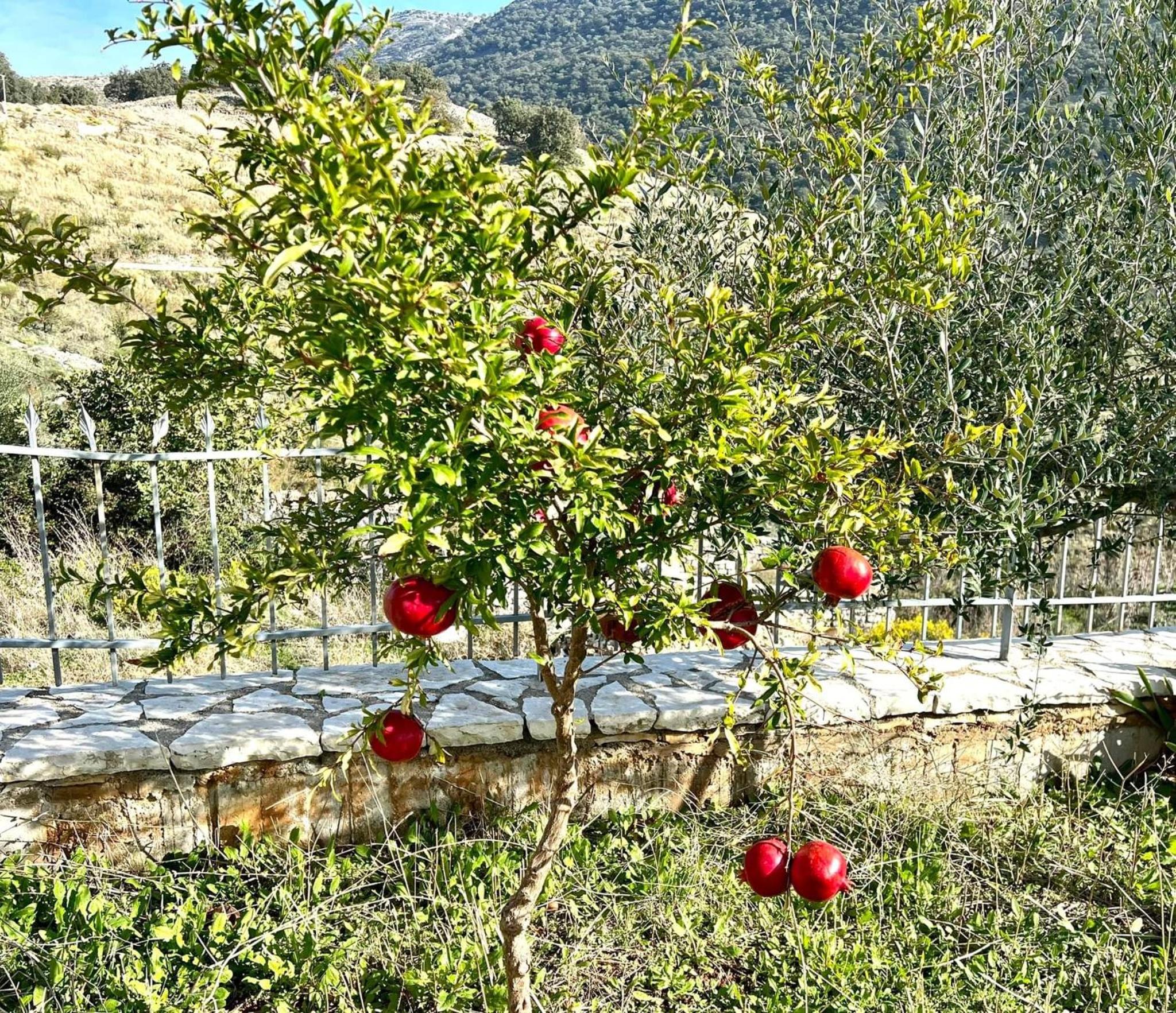 Jardin miraculeux