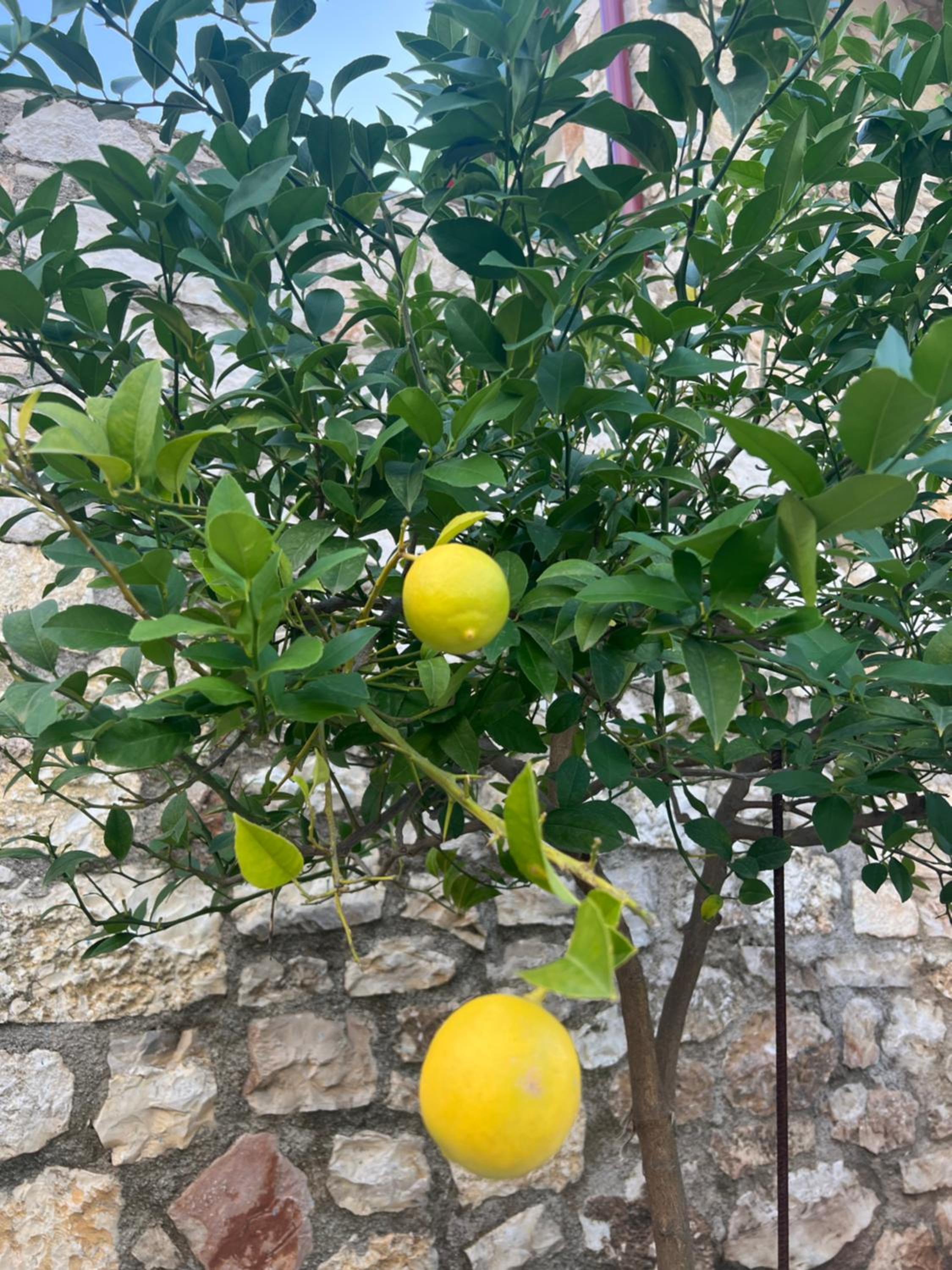 Jardin miraculeux