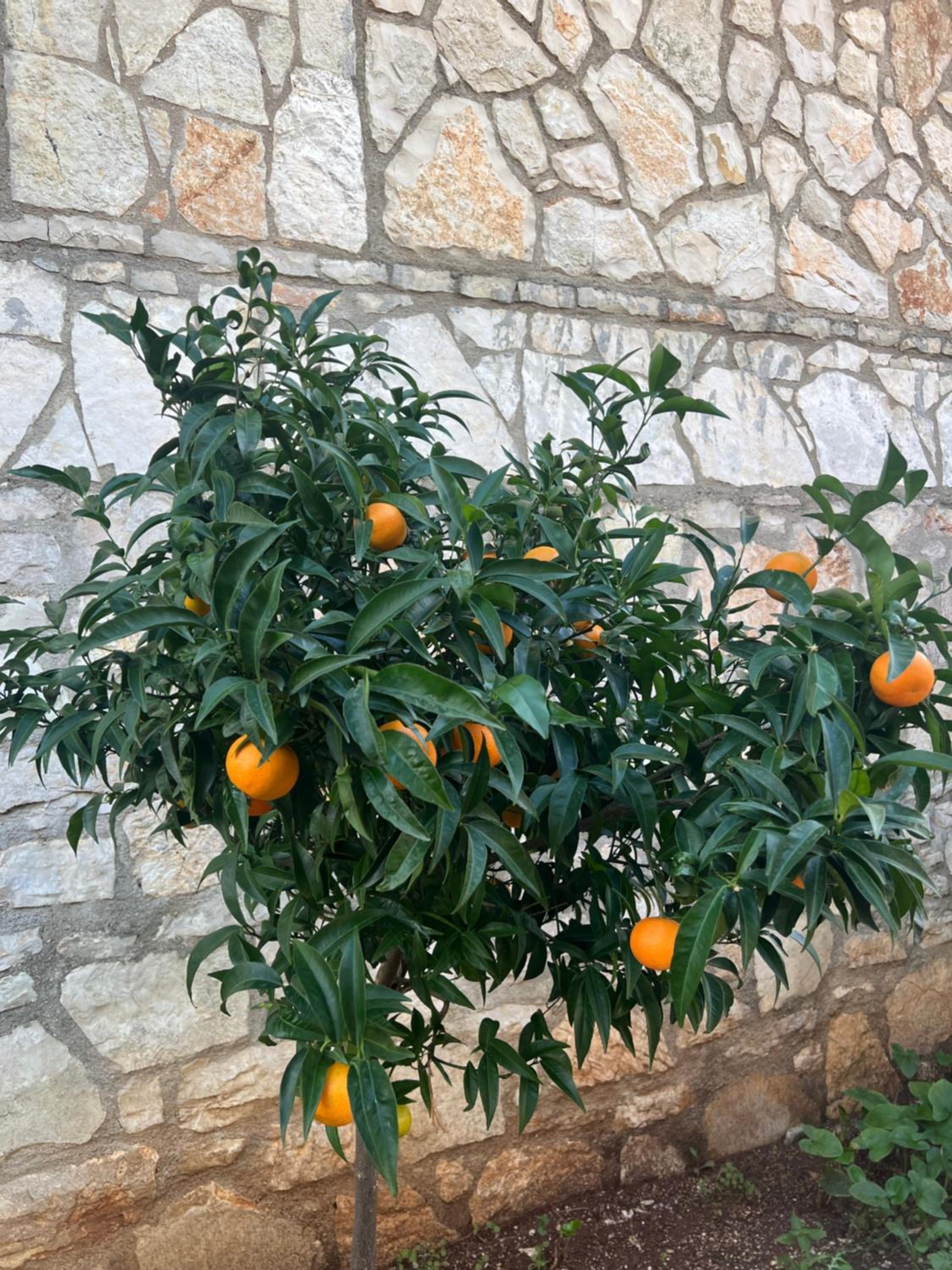 Jardin miraculeux