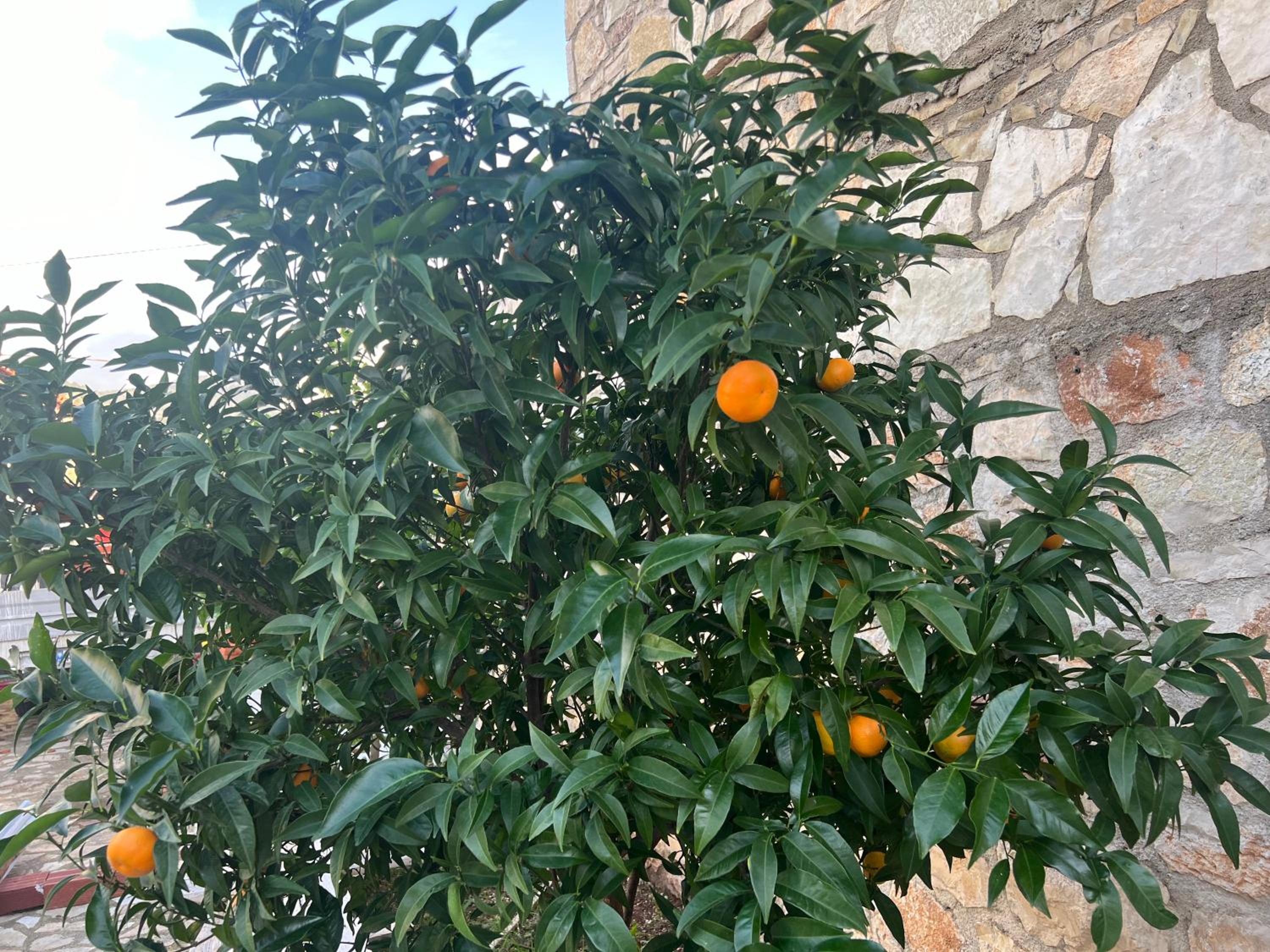 Jardin miraculeux