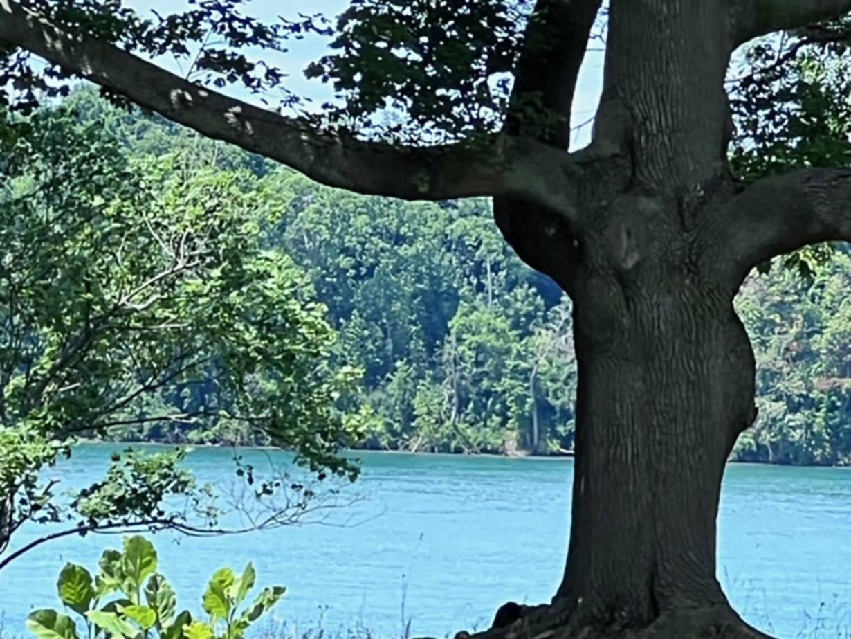 Niagara River Estate