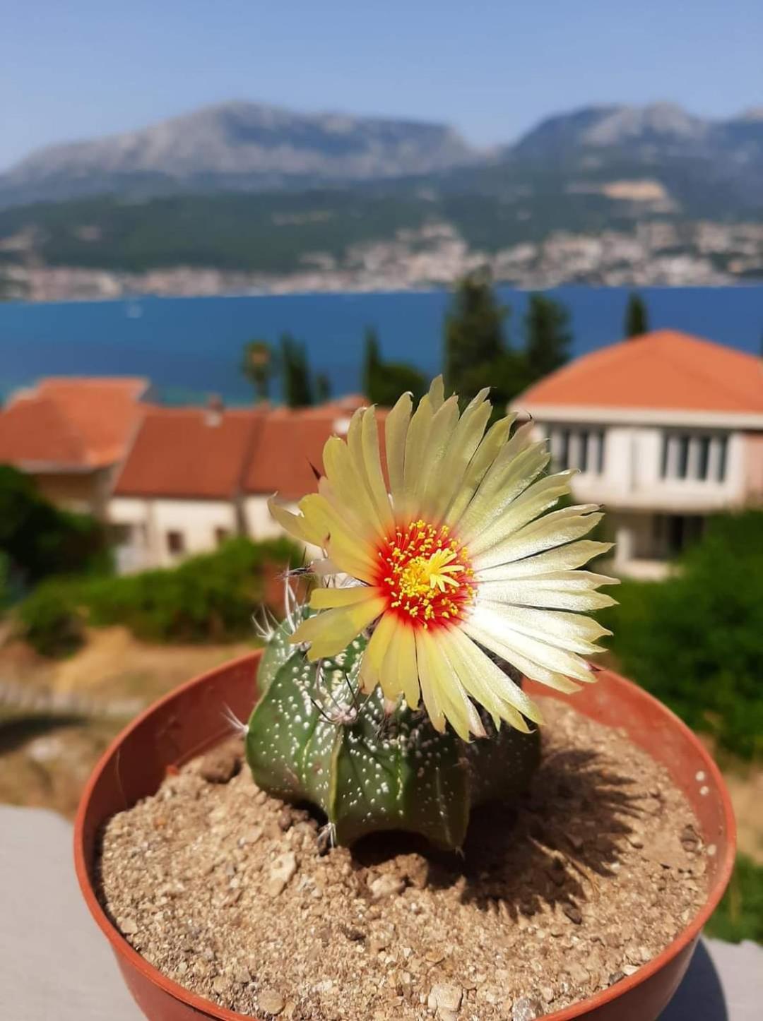 Apartmani Njivice