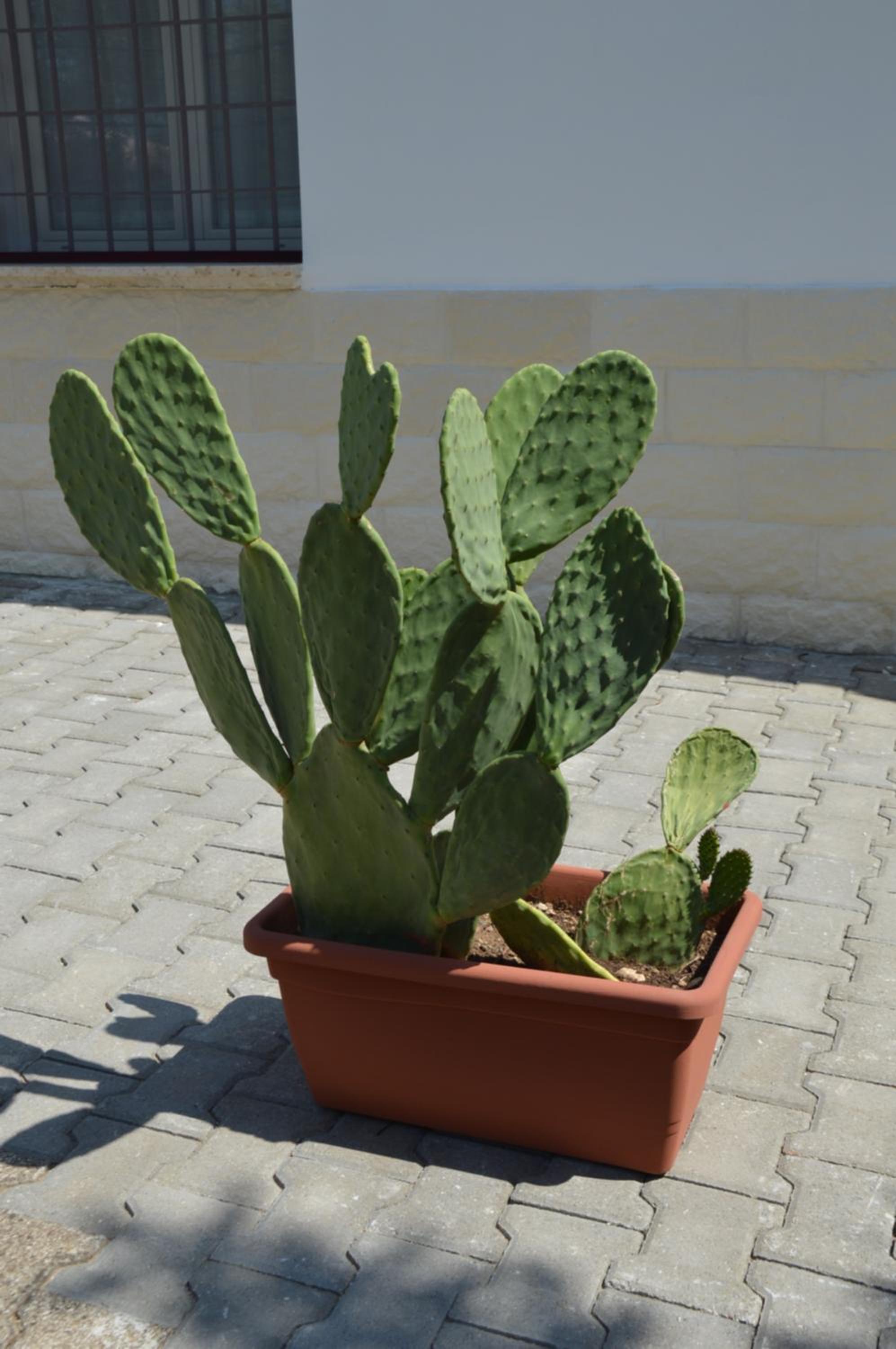Photo 44