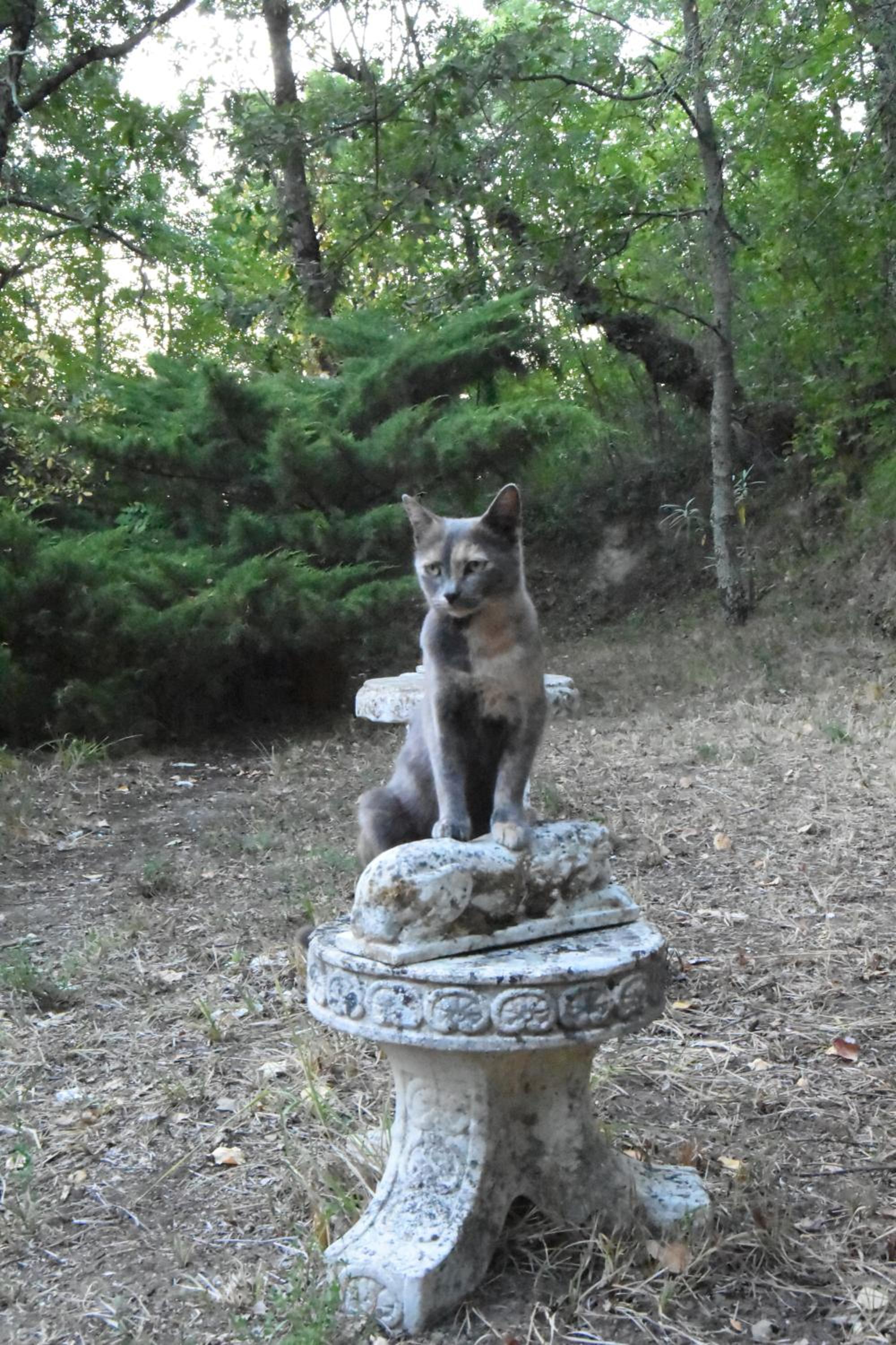 Photo 41
